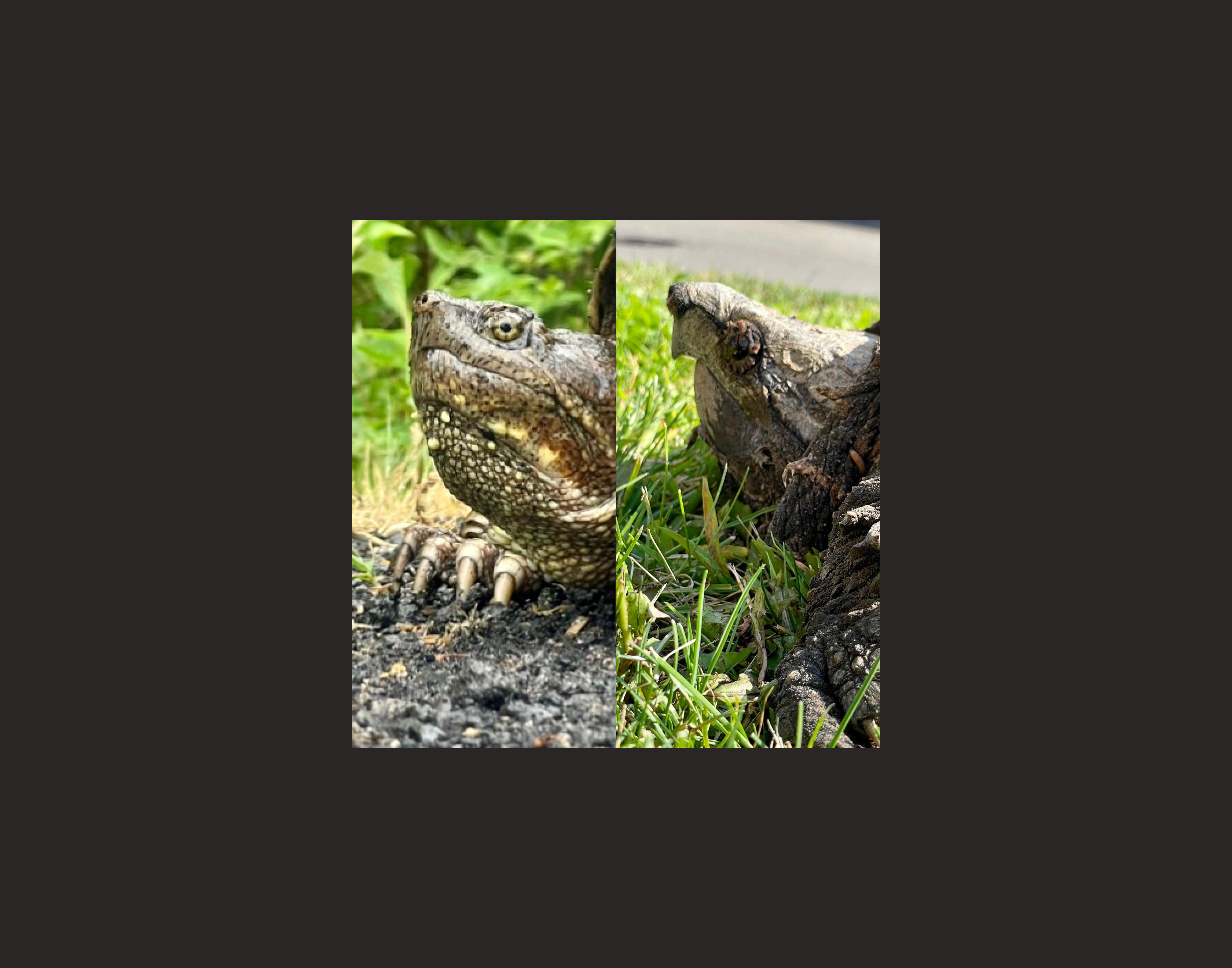 Comparing the beak of a native common snapping turtle to a non-native alligator snapping turtle.