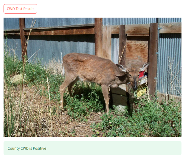 Deer sick with CWD standing against a building