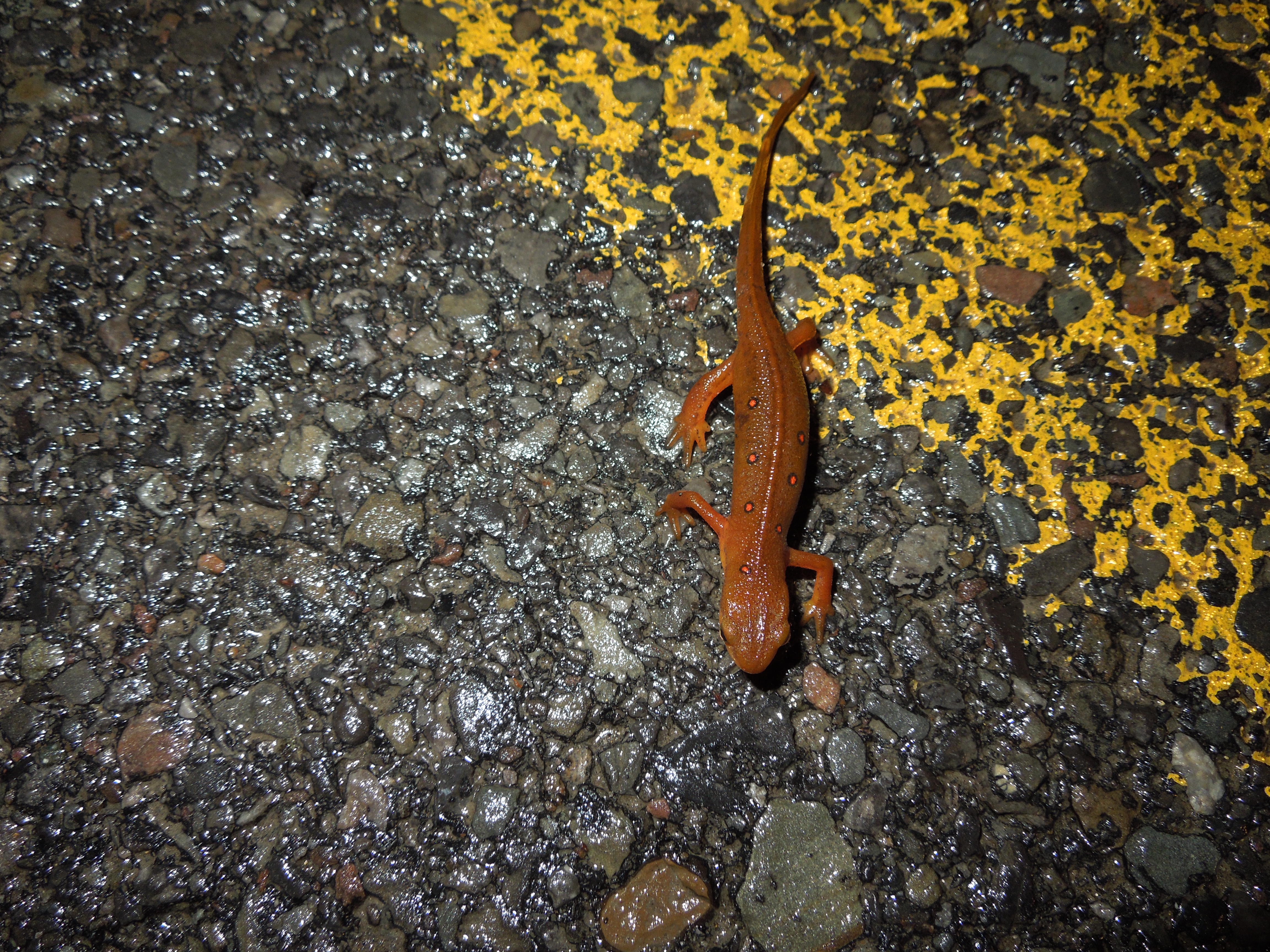 A red eft on the move