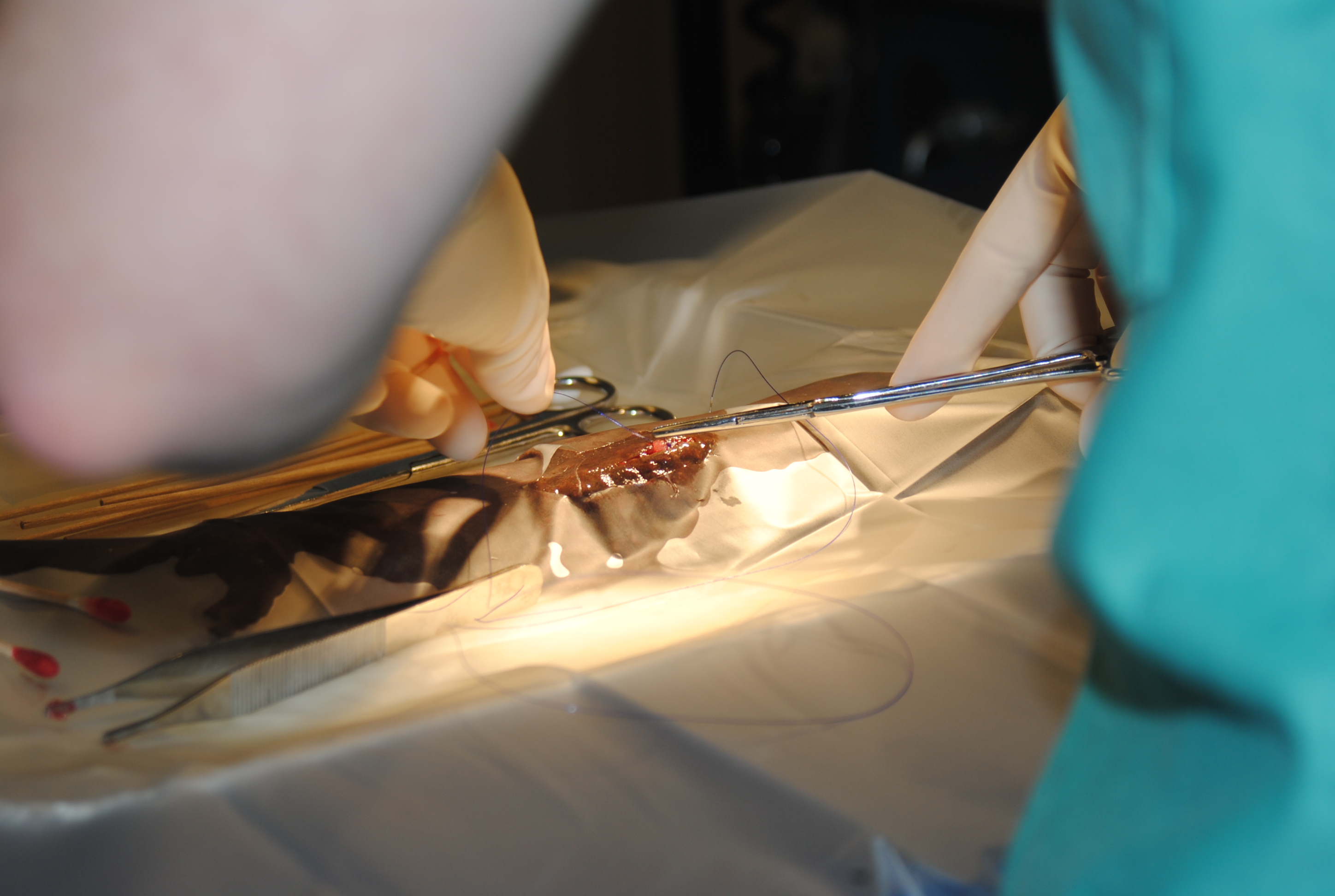 Suturing incision after implanting transmitter in eastern hellbender