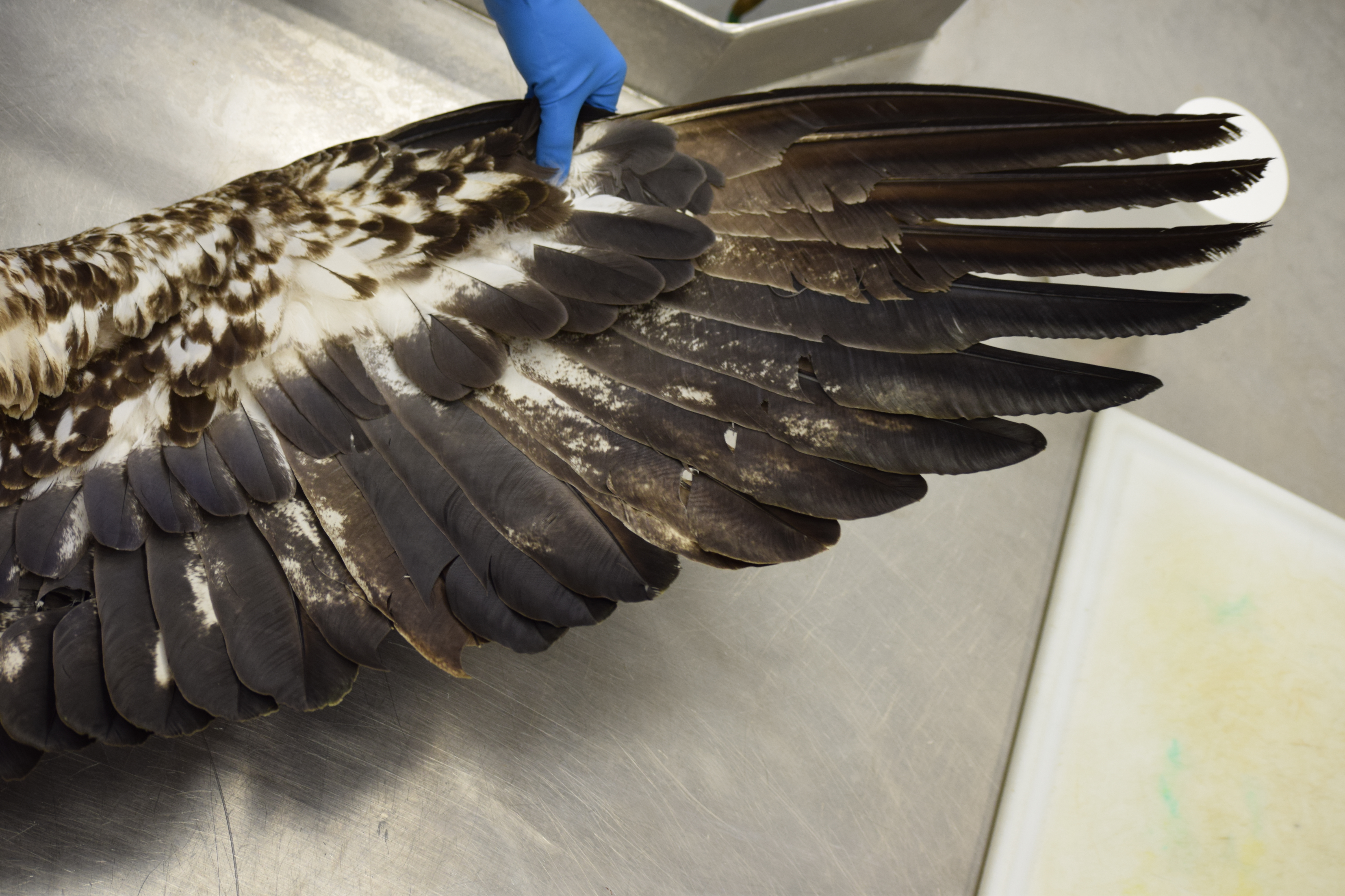 Bald eagle plumage being examined by a wildlife pathologist; plumage is often used to determine age