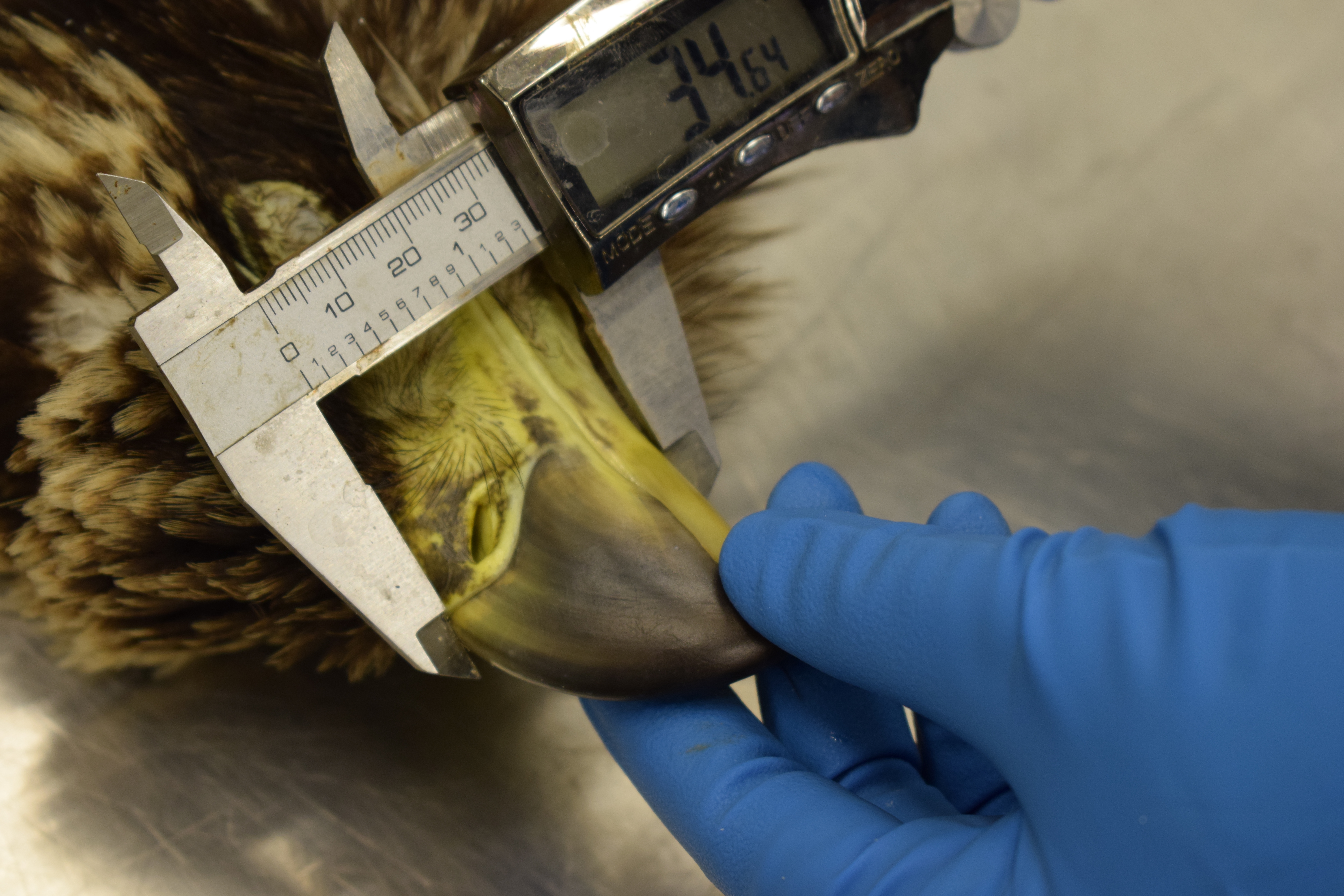 Pathologist measuring juvenile bald eagle's beak to determine sex, part of the beak-to-talon ratio used in determining sex 