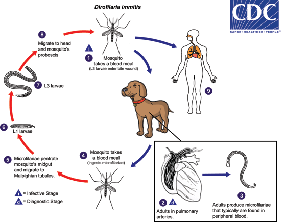 Heartworm Life Cycle graphic from CDC