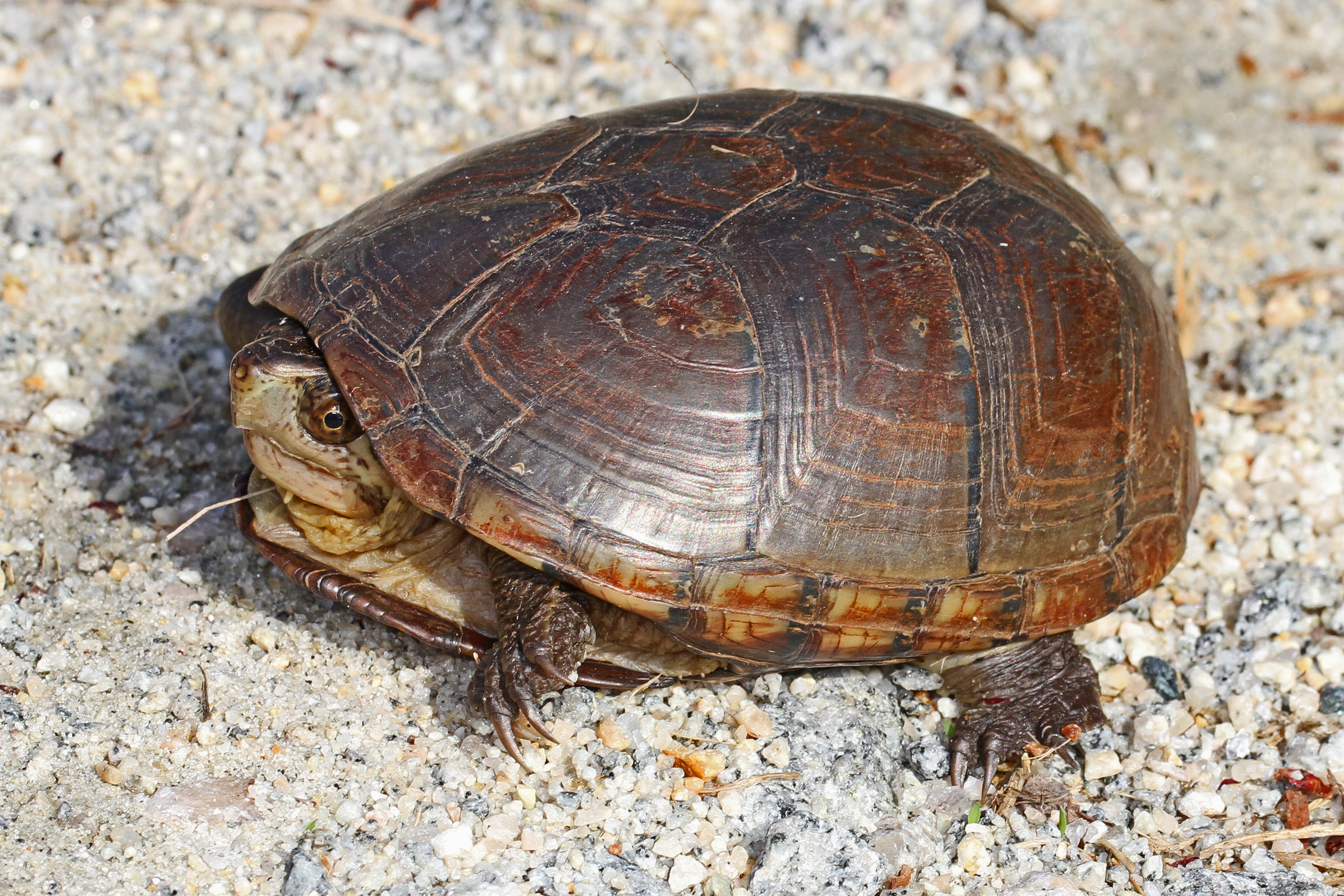 Eastern Mud Turtle - Kinosternon subrubrum 