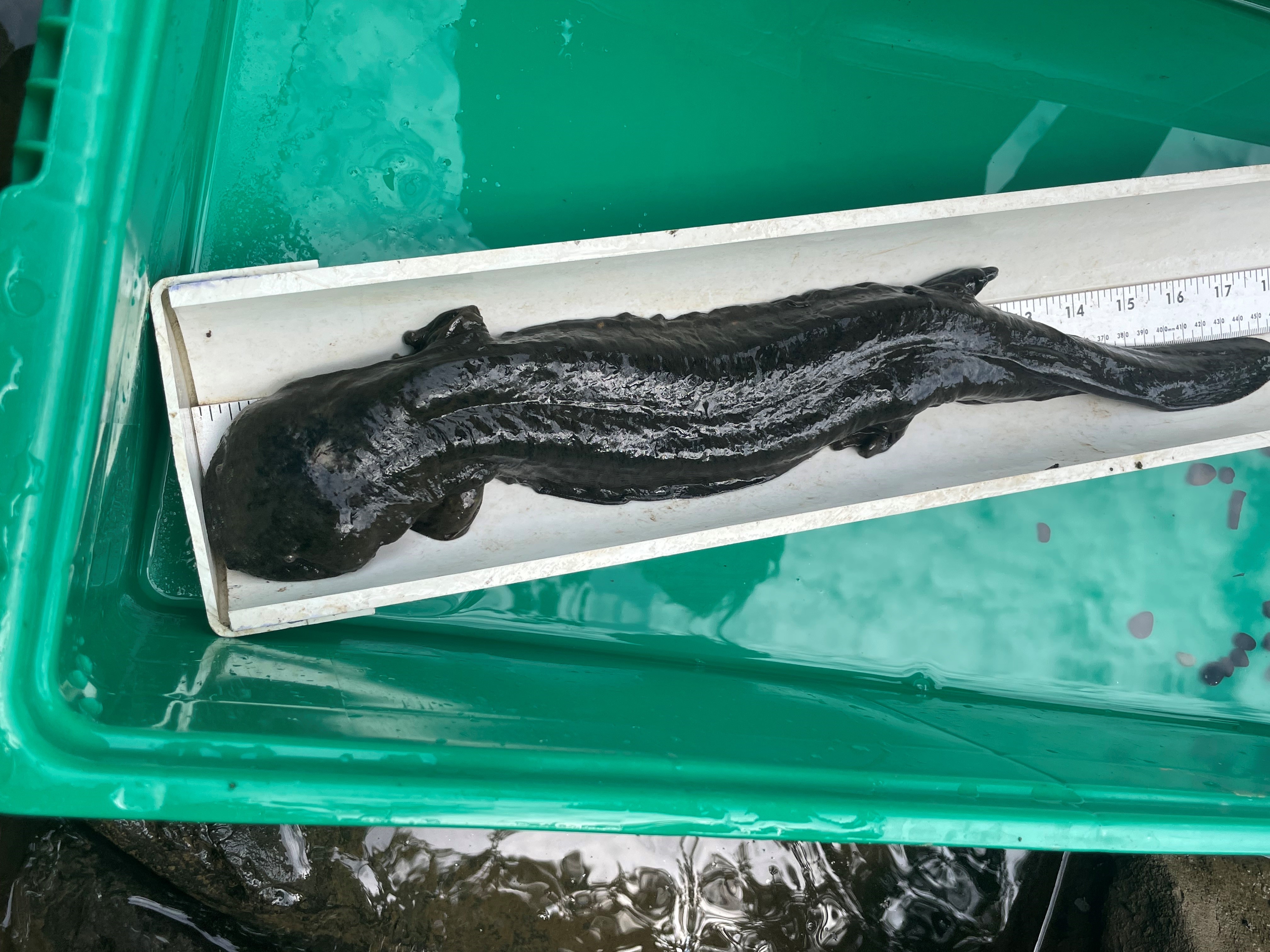 Eastern hellbender in tube to be measured and weighed