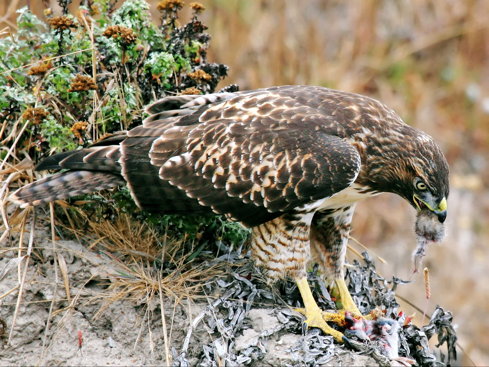 Hawk eating prey; by Steve Jurvetson [CC BY 2.0], via Wikimedia Commons