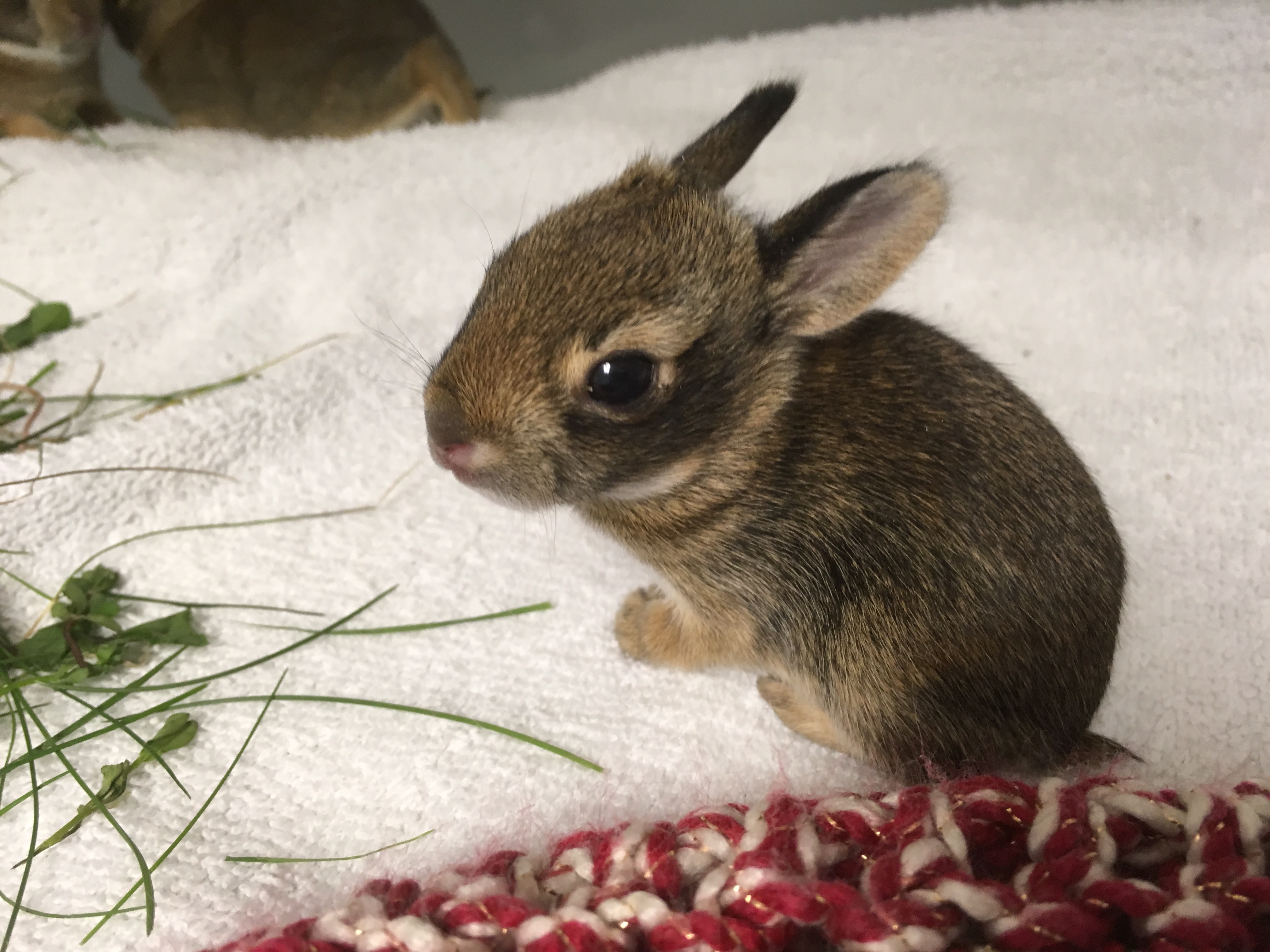 Baby bunnies, one of the most common animals seen in wildlife rehabilitation. A check-up at Janet L. Swanson Wildlife Health Center before going onto a licensed wildlife rehabilitator for continued care.