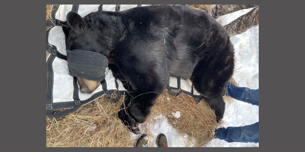 Adult black bear under sedation on a tarp