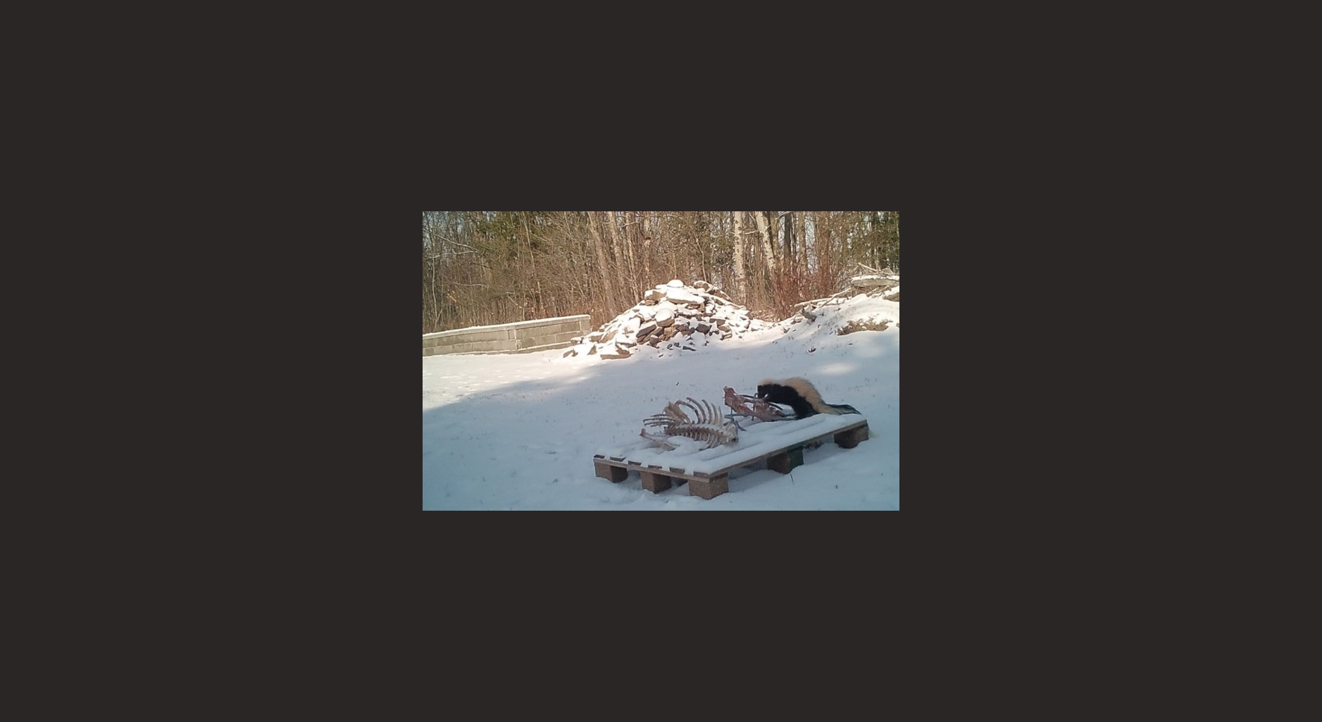 Skunk on a pallet scavenging a deer carcass