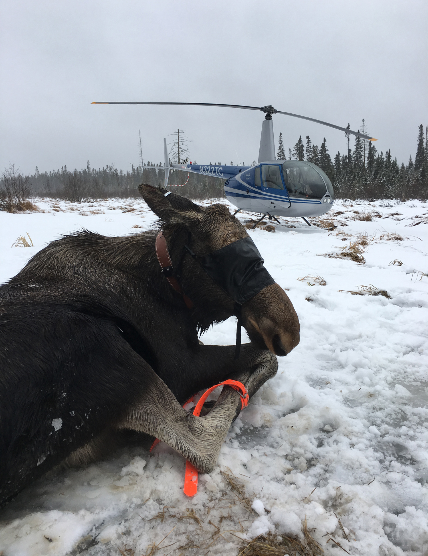 Moose capture; David Rivers by Native Range Capture
