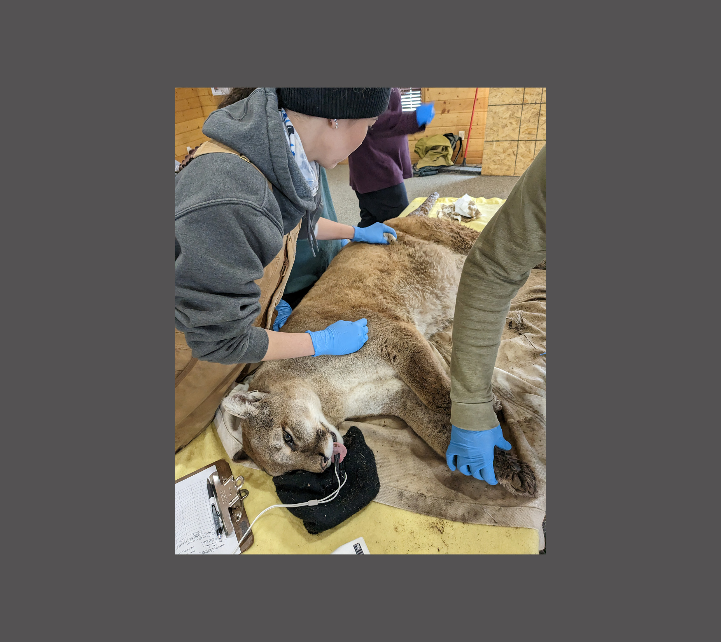 This anesthetized mountain lion is being monitored while under sedation and getting a full health examination. 