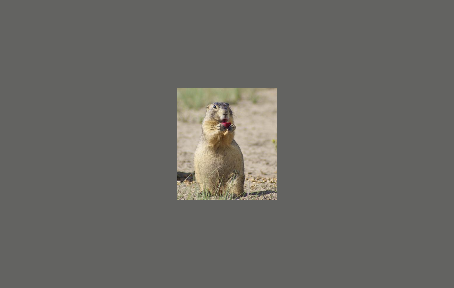 prairie dog eating SPV bait