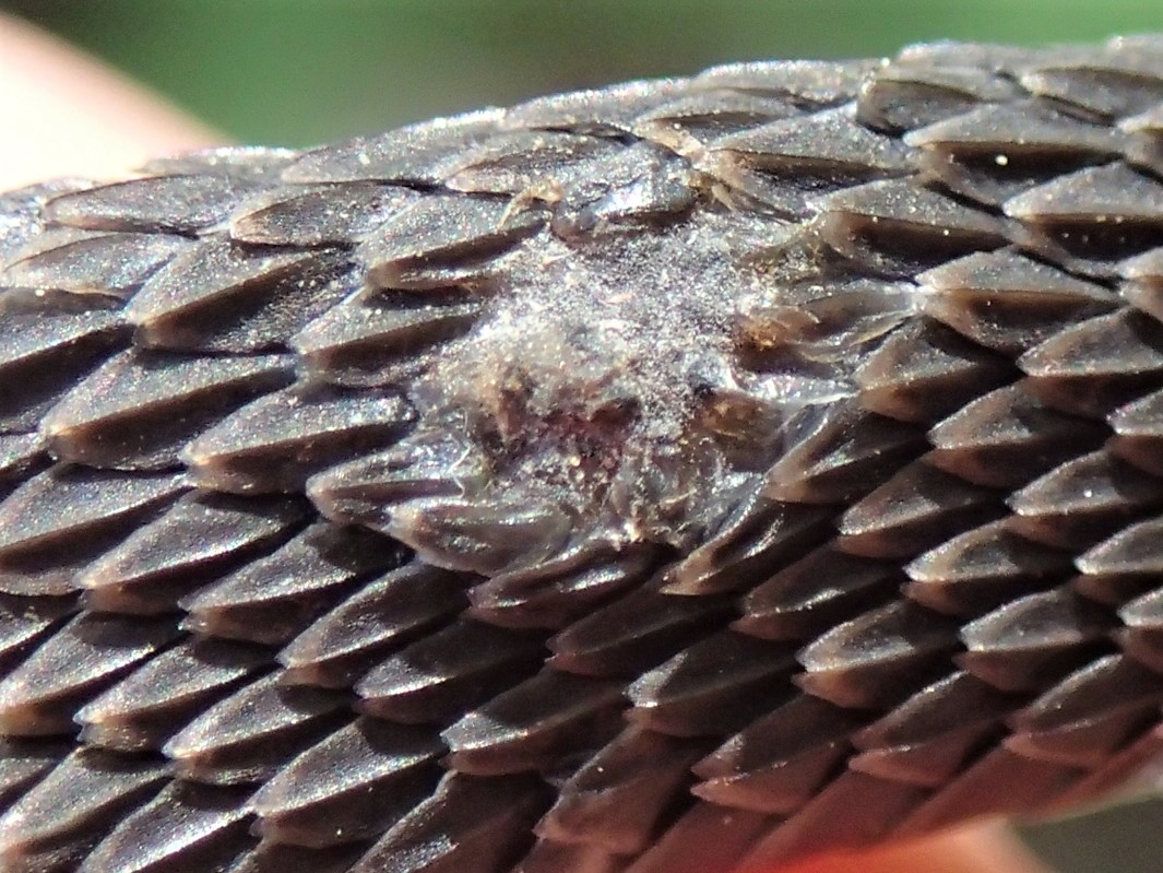 Snake fungal disease on a juvenile water snake, close up