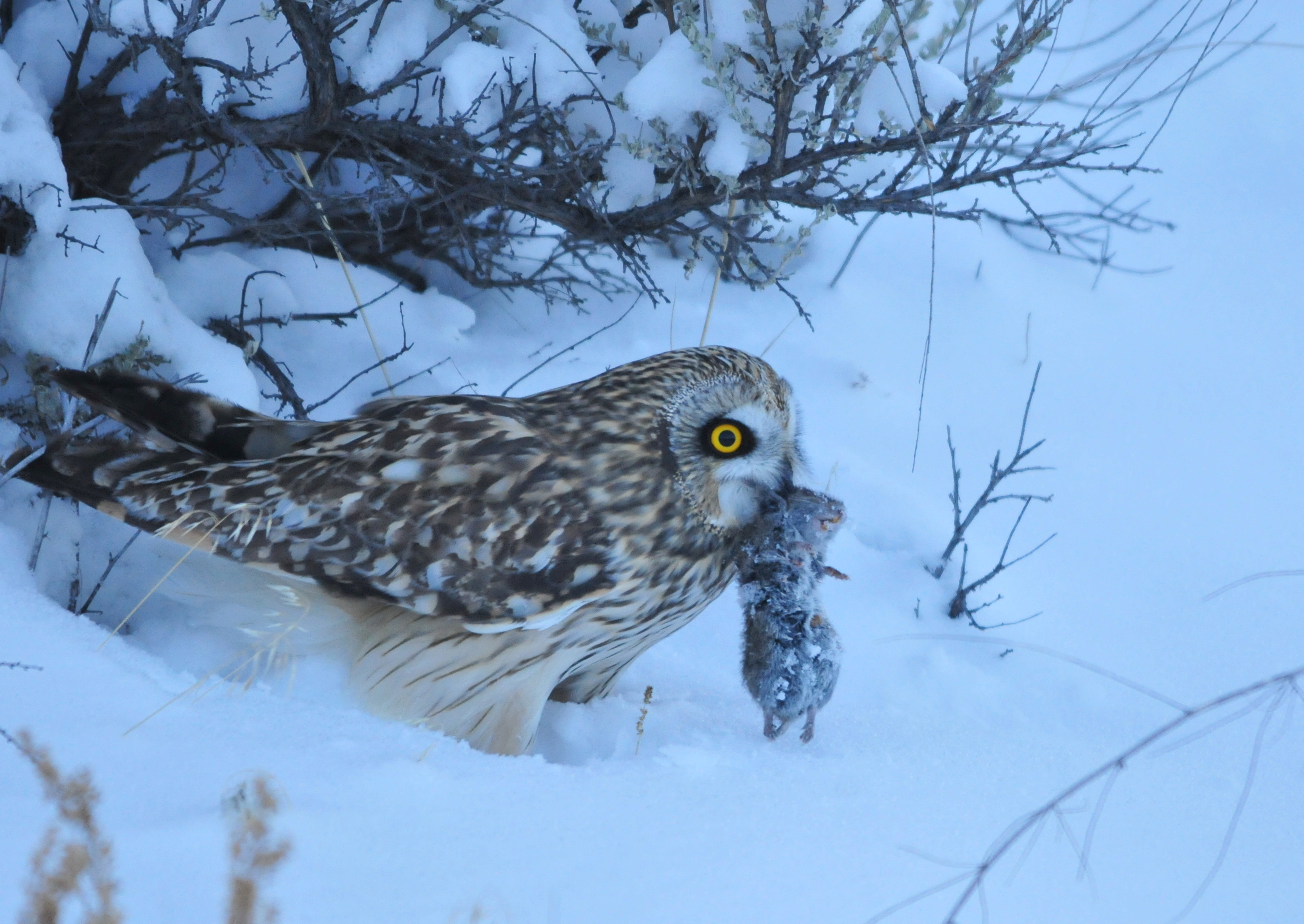 Short eared owl with prey;By USFWS Mountain-Prairie [CC BY 2.0], via Wikimedia Commons