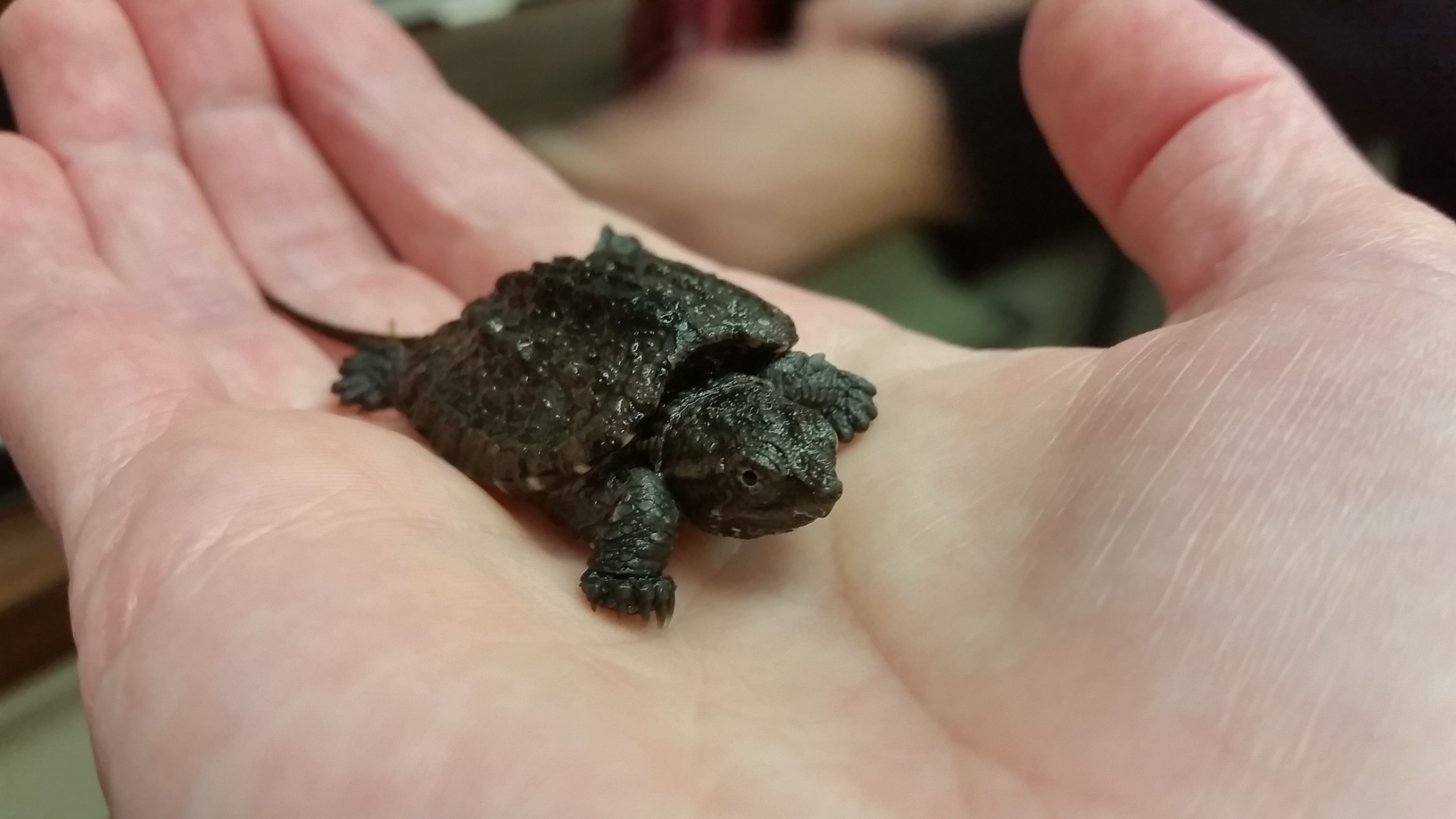 baby snapping turtle