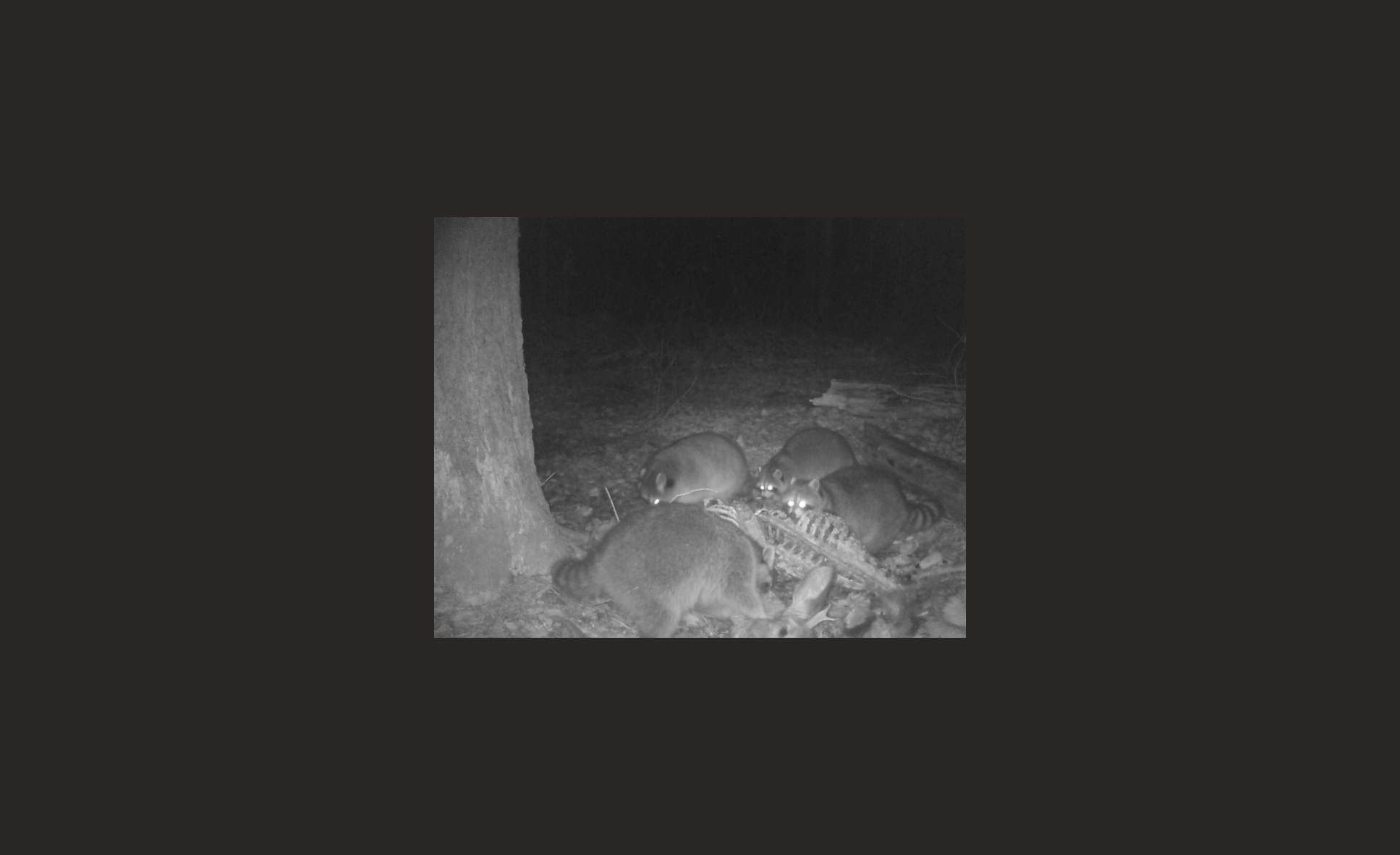 group of raccoons scavenging deer carcass at night