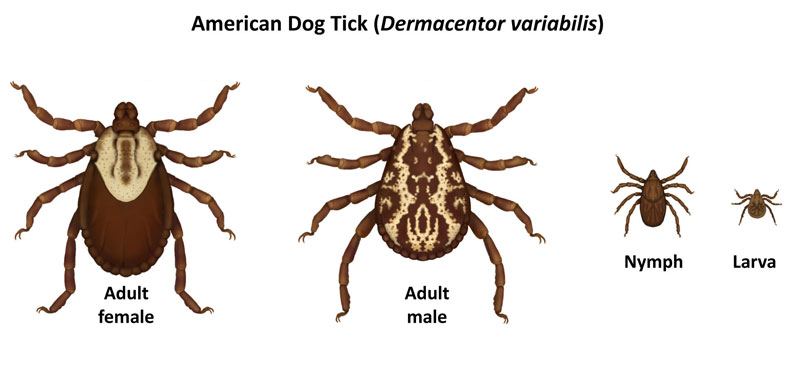 american-dog-tick-family_CDC