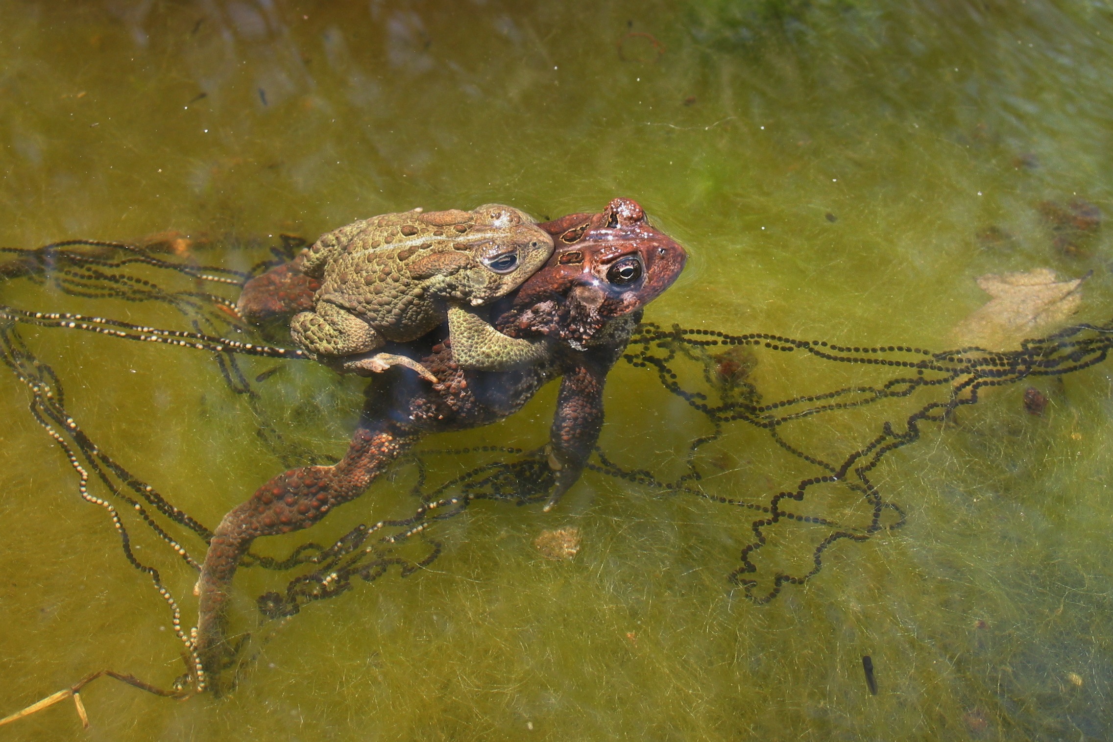 eastern American toads mating