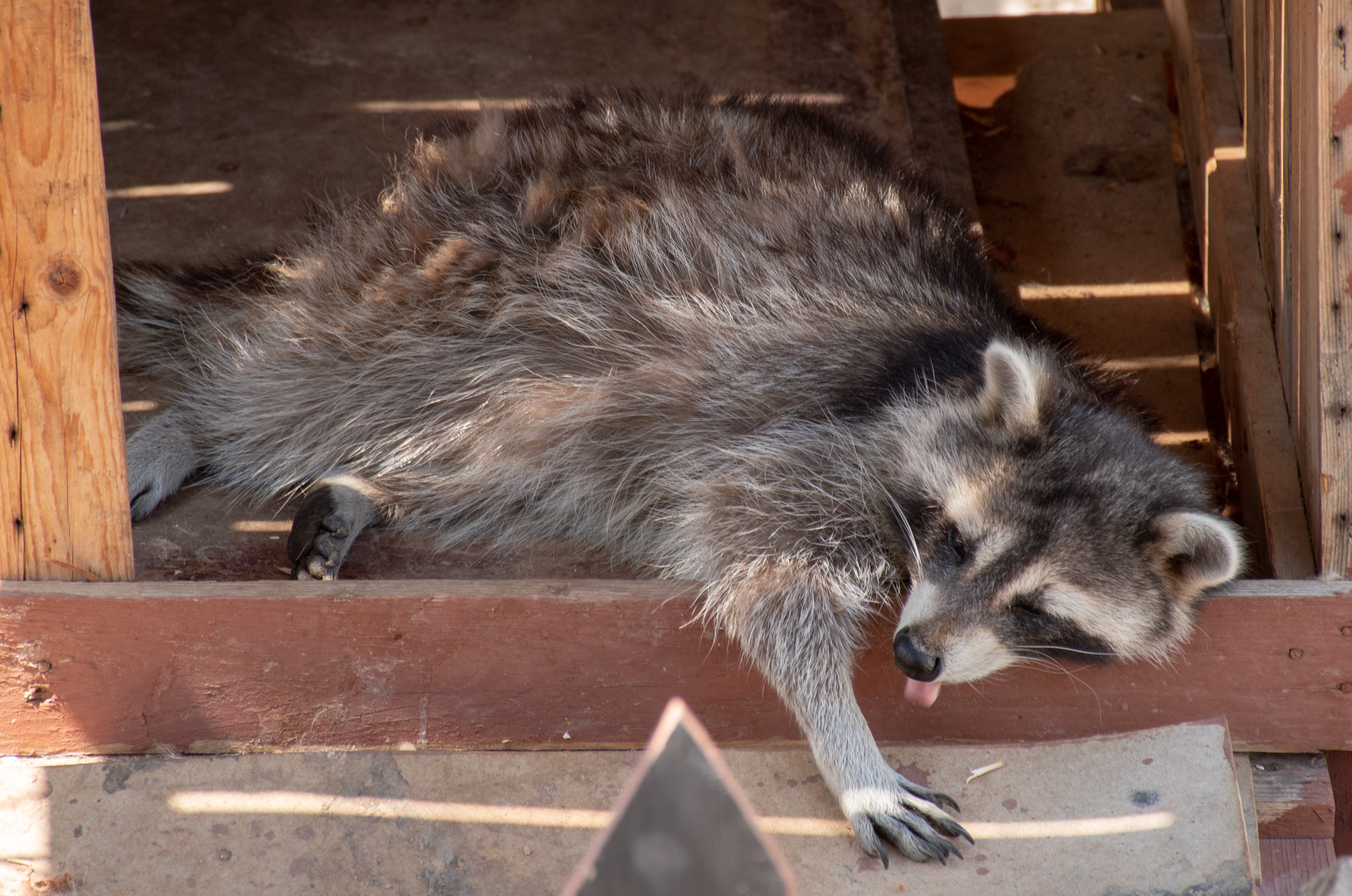 Lethargic raccoon in middle of day, disoriented and approachable