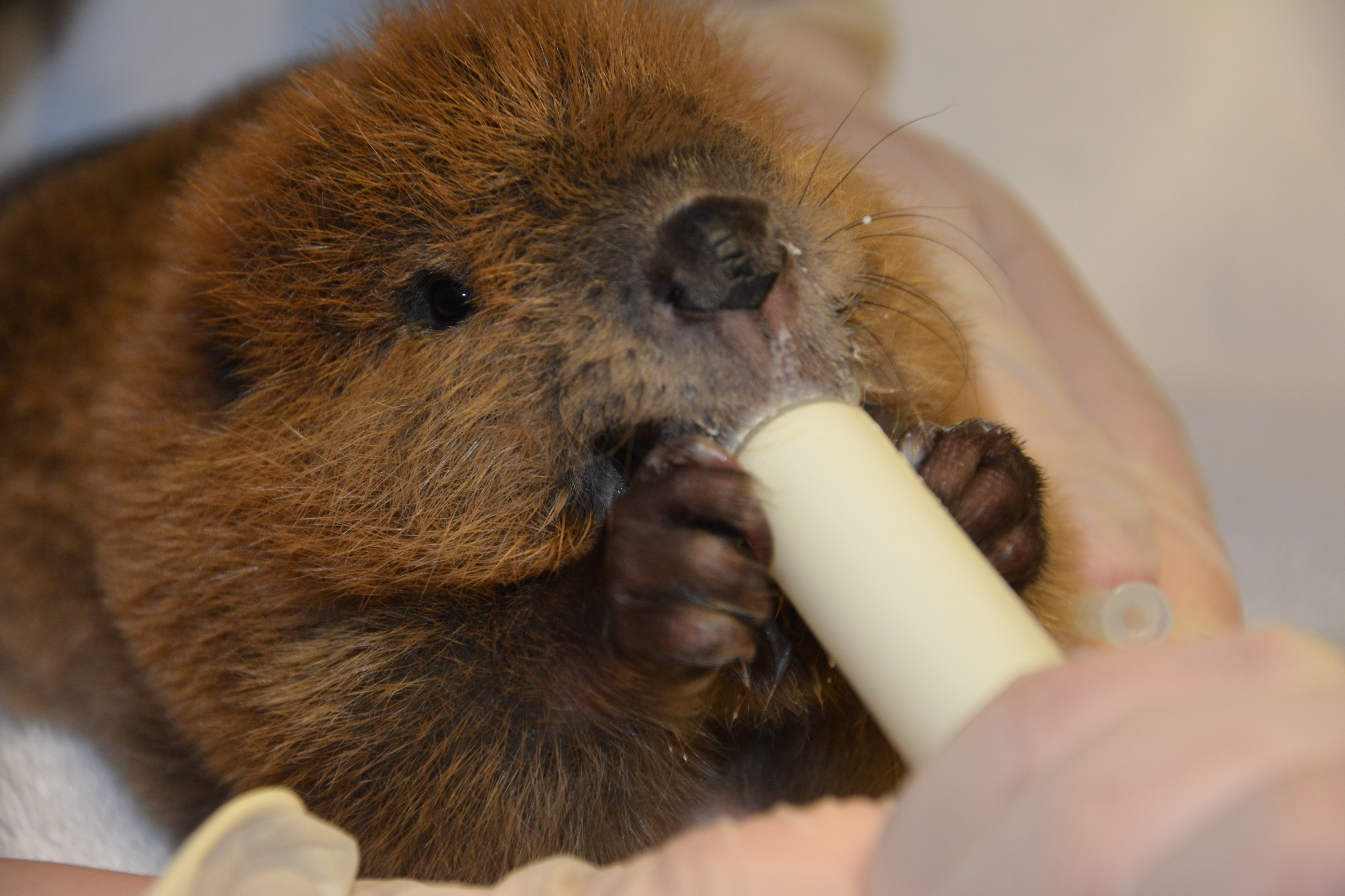 baby beaver feeding time at Janet L. Swanson Wildlife Health Center before going onto a licensed wildlife rehabilitator for further care