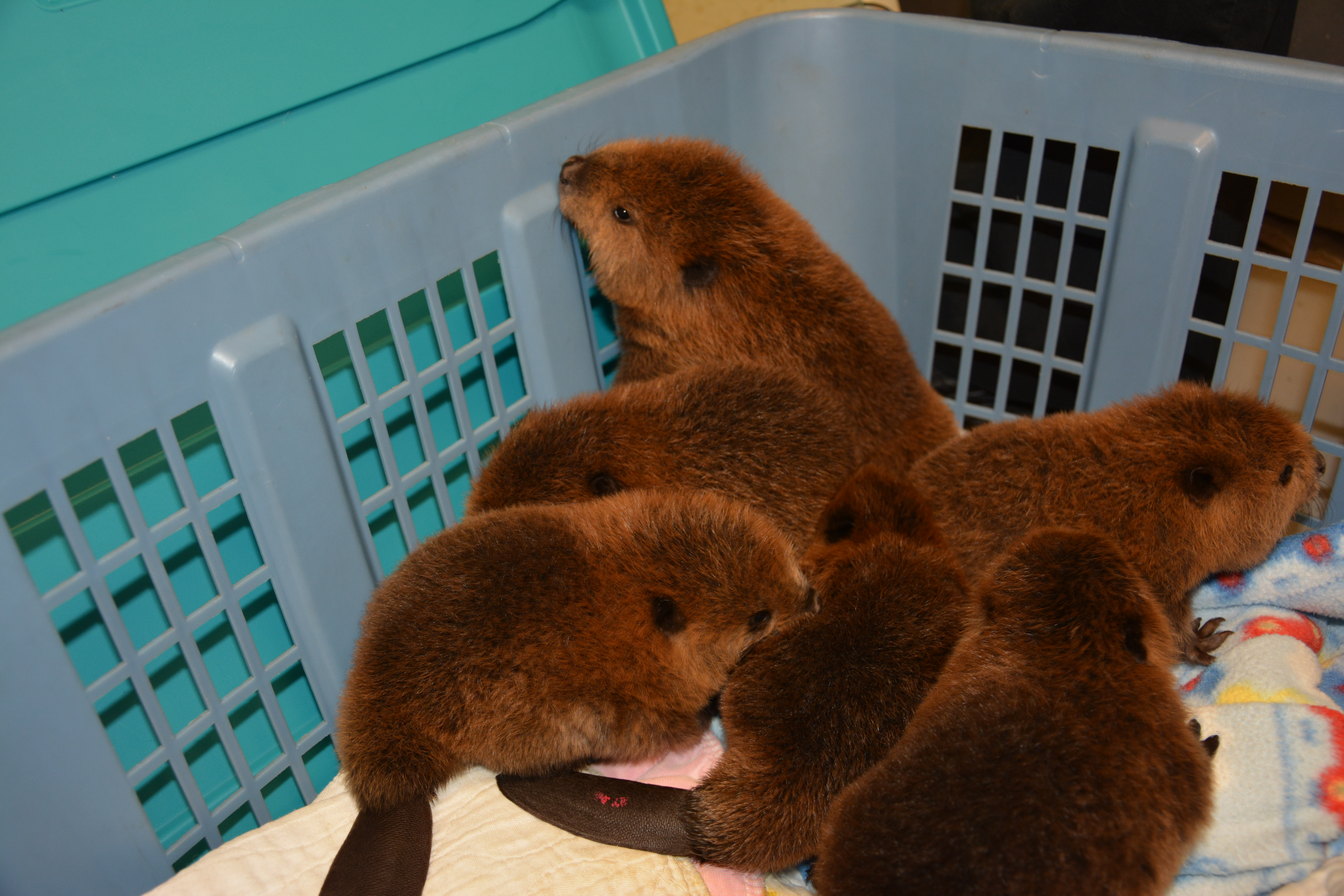 Baby beavers brought in to the Janet L. Swanson Wildlife Health Center 