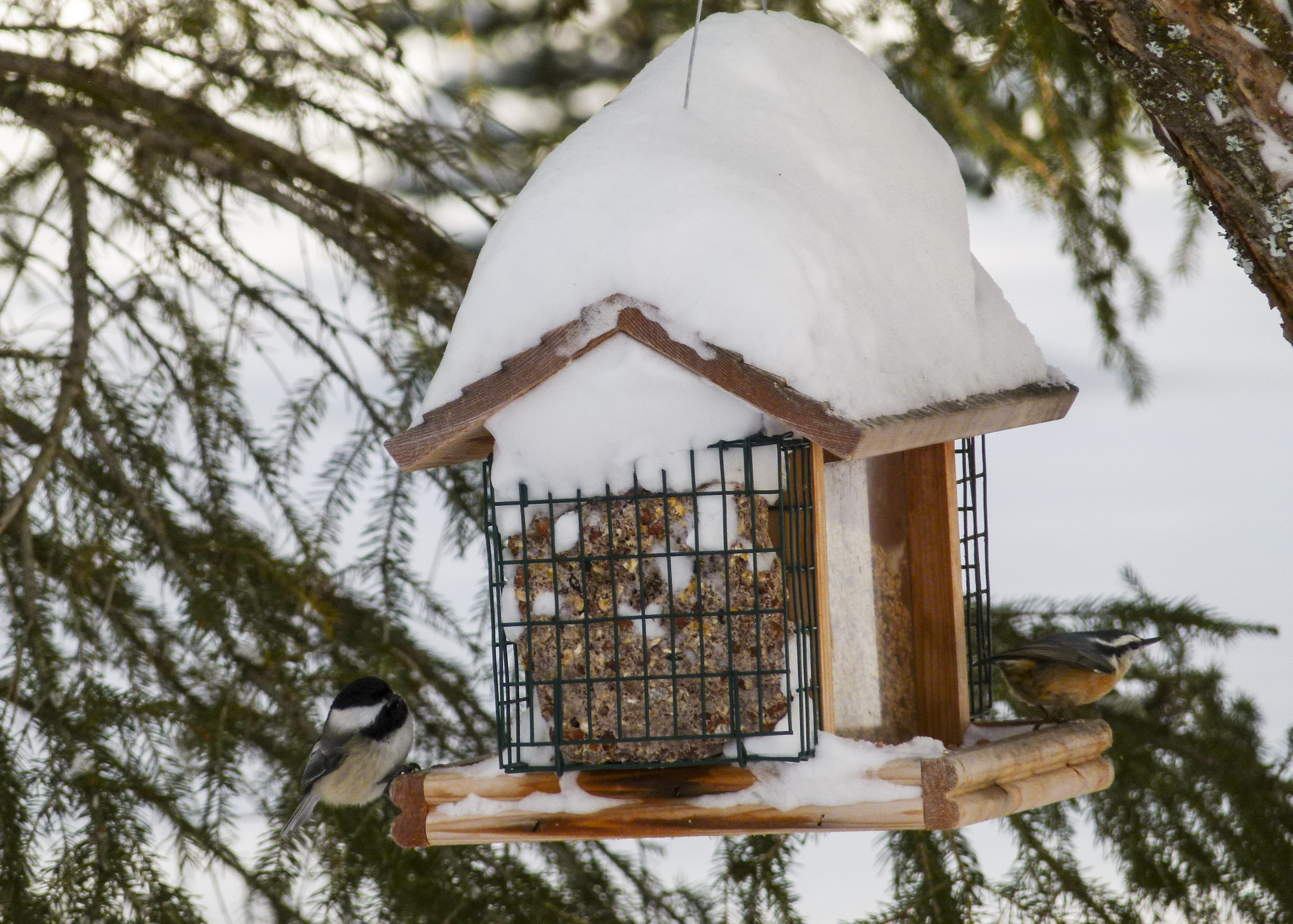 Birdhouse feeder