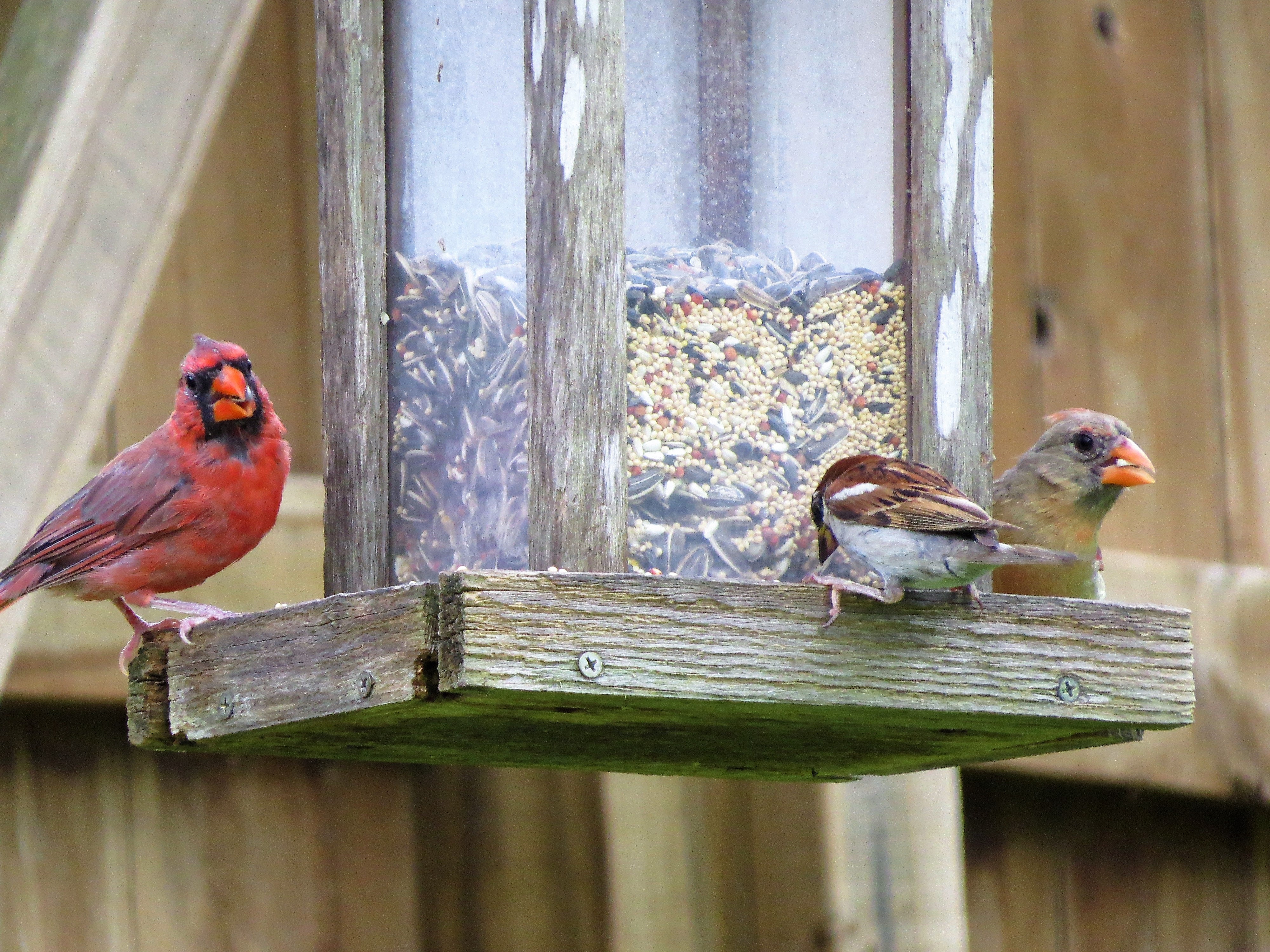 Cardinals on a feeder