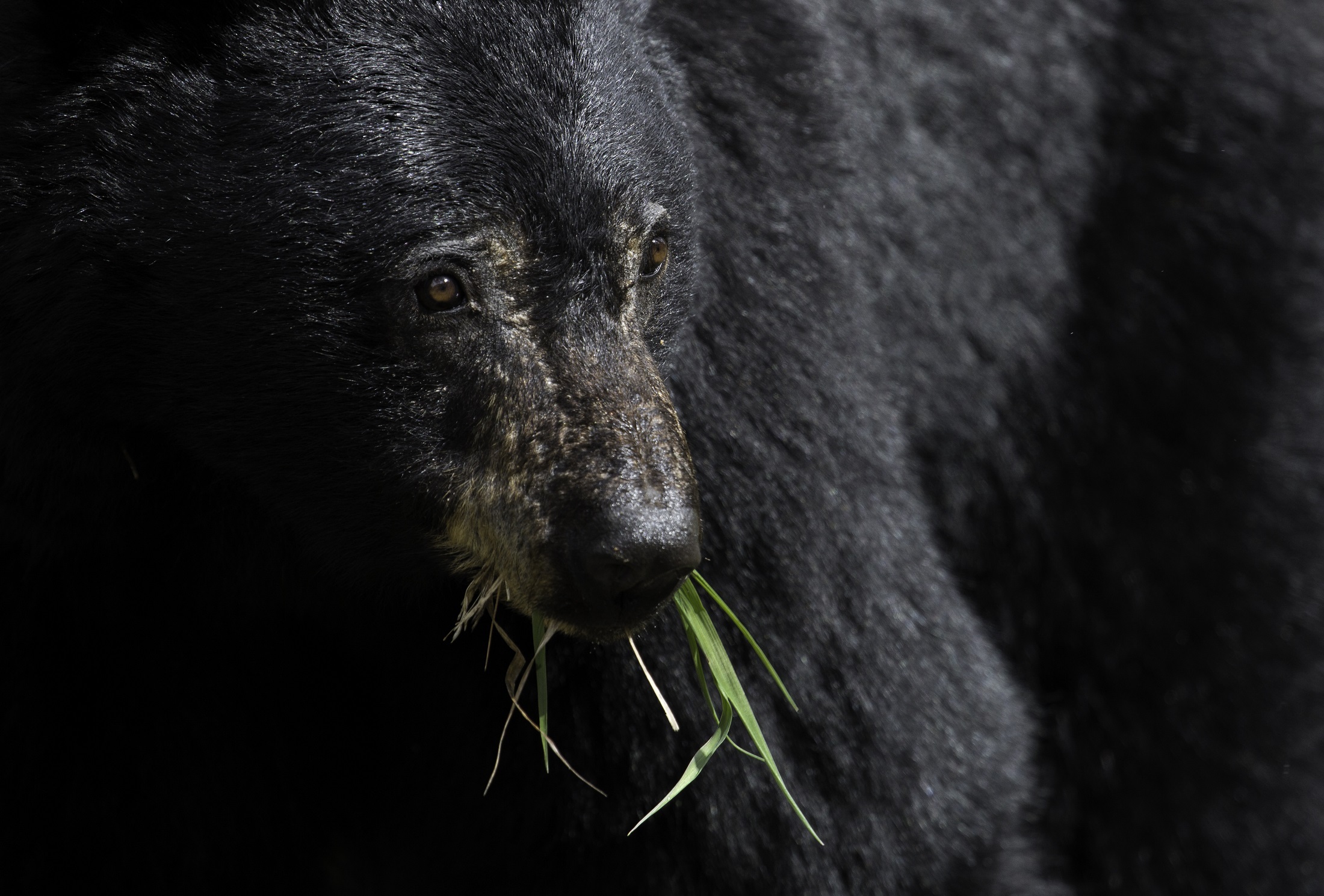 Black bear up close