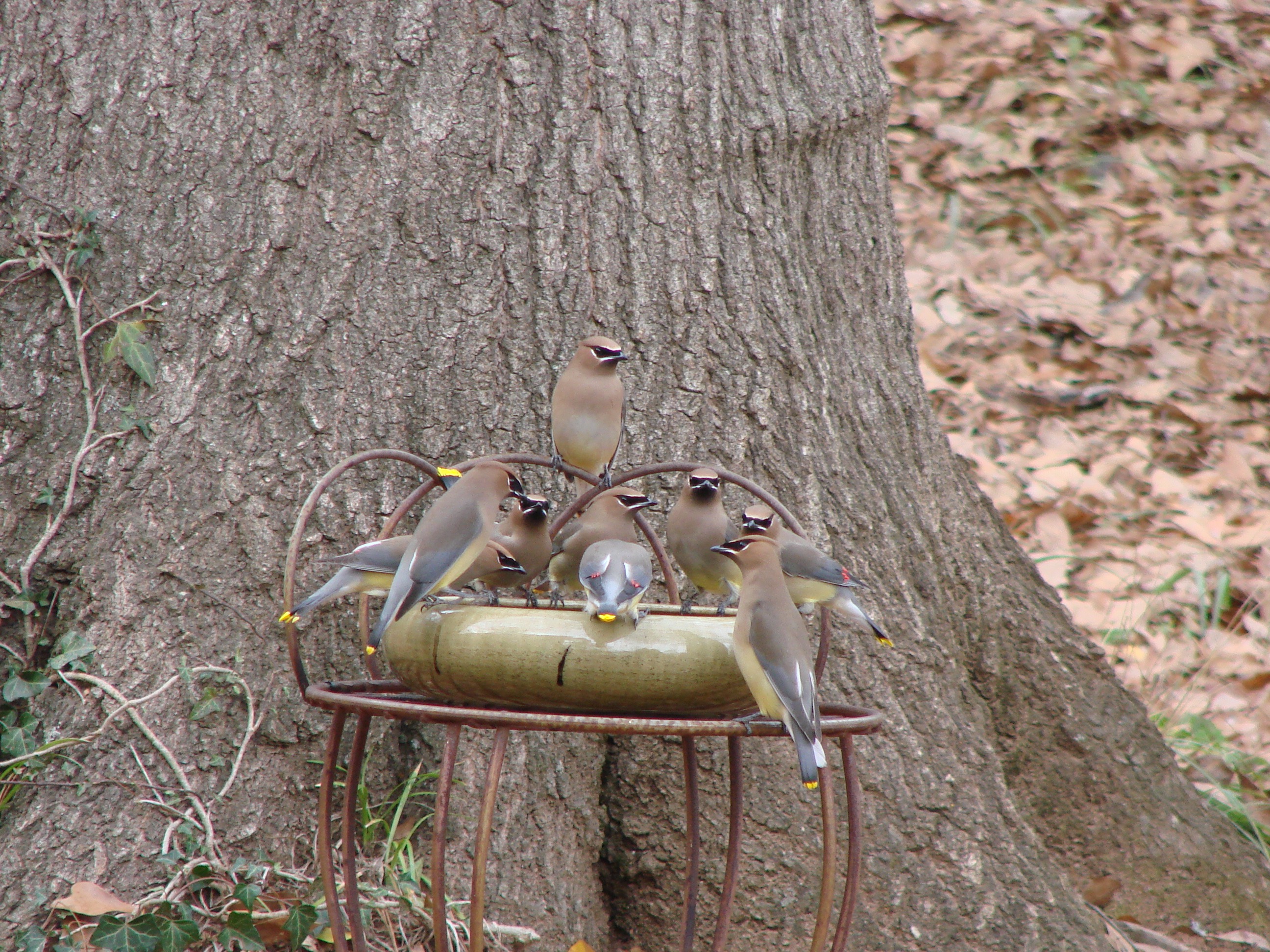 Cedar waxwings birds on feeder
