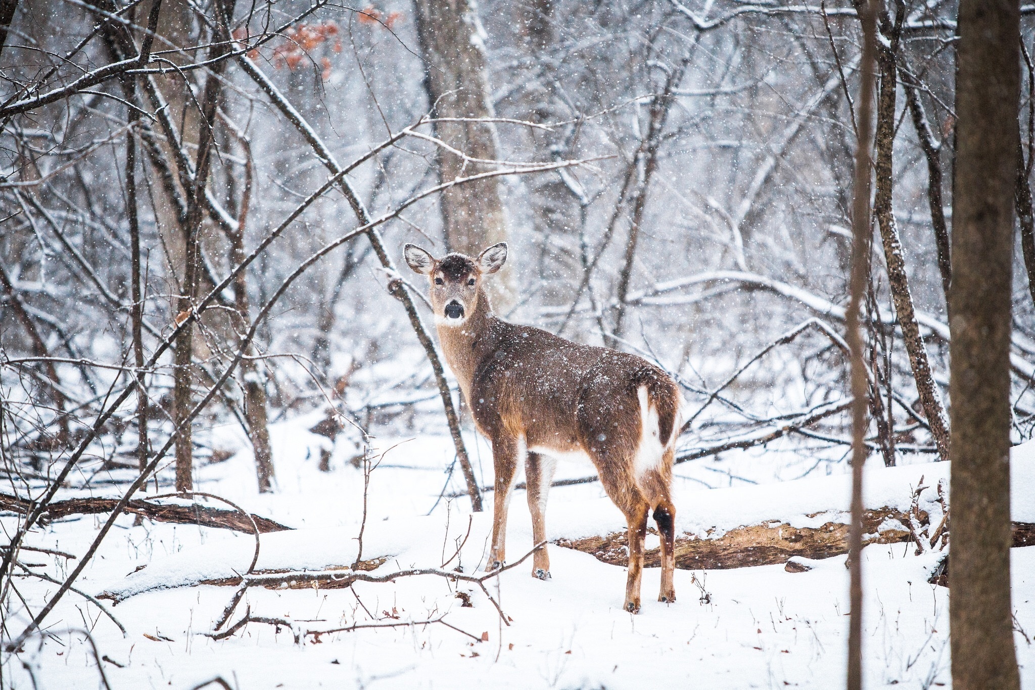 deer in snowy weather