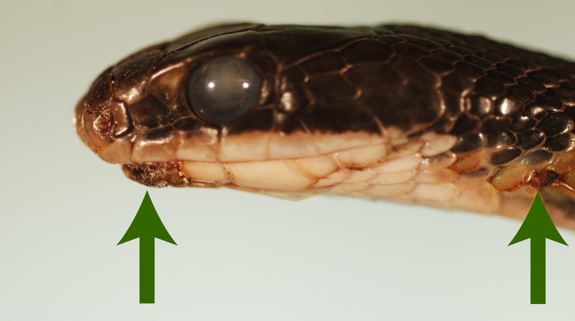The opaque eyes and hard, crusty scales on this Eastern racer are telltale signs of snake fungal disease. 