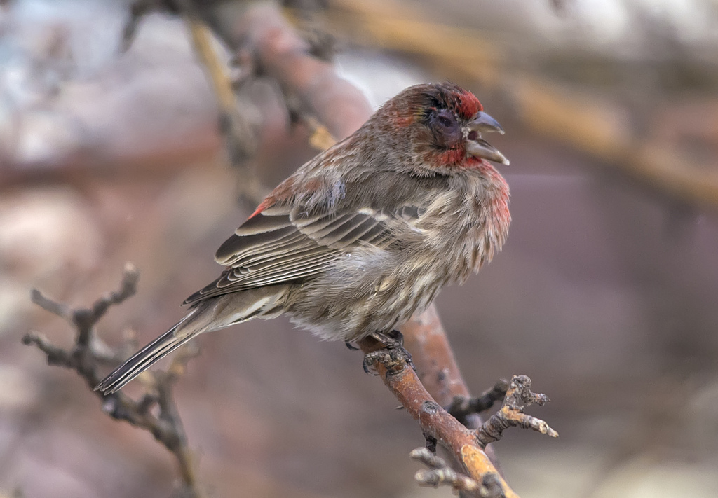 male House Finch with mycoplasmal conjunctivitis