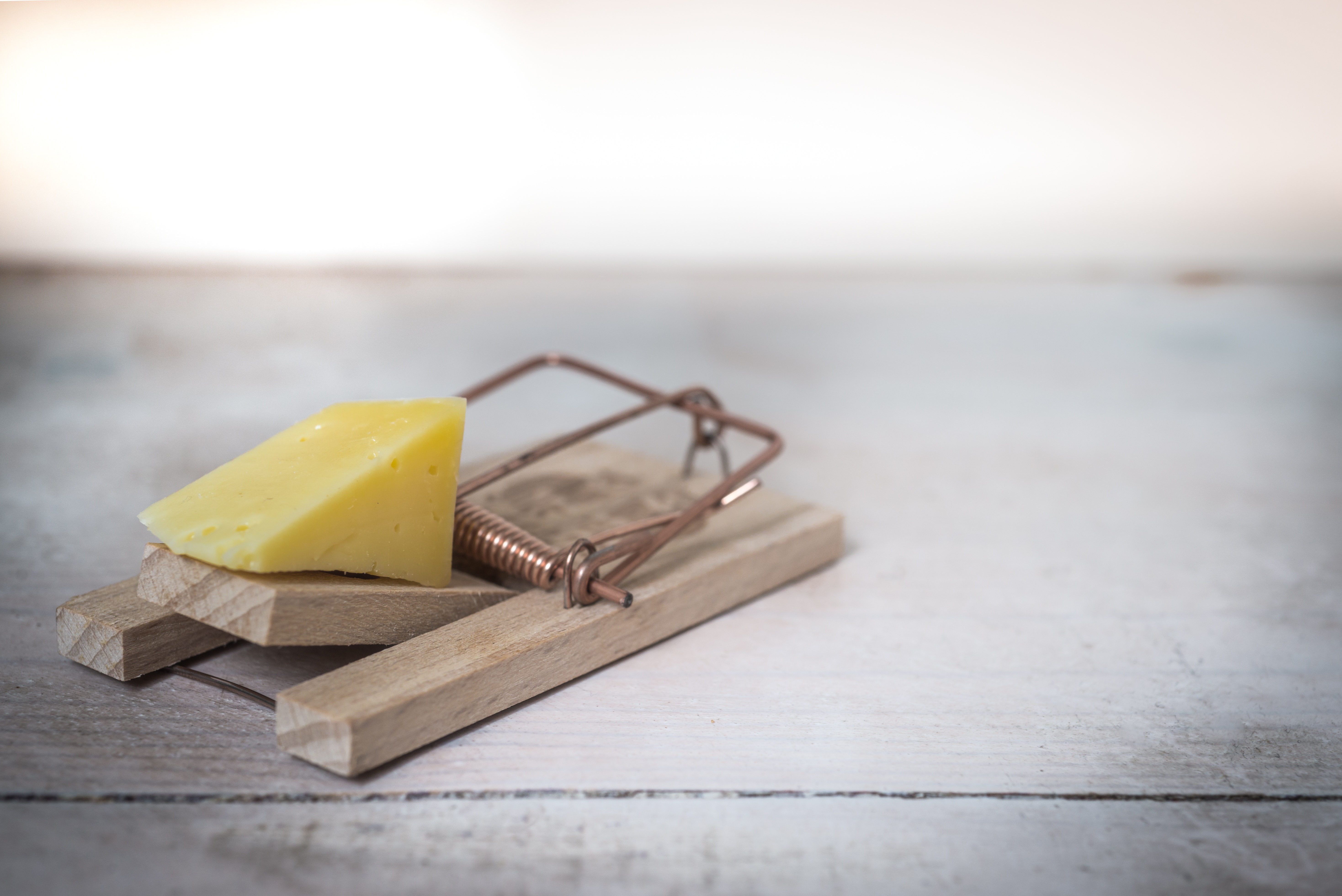 standard mouse trap with cheese