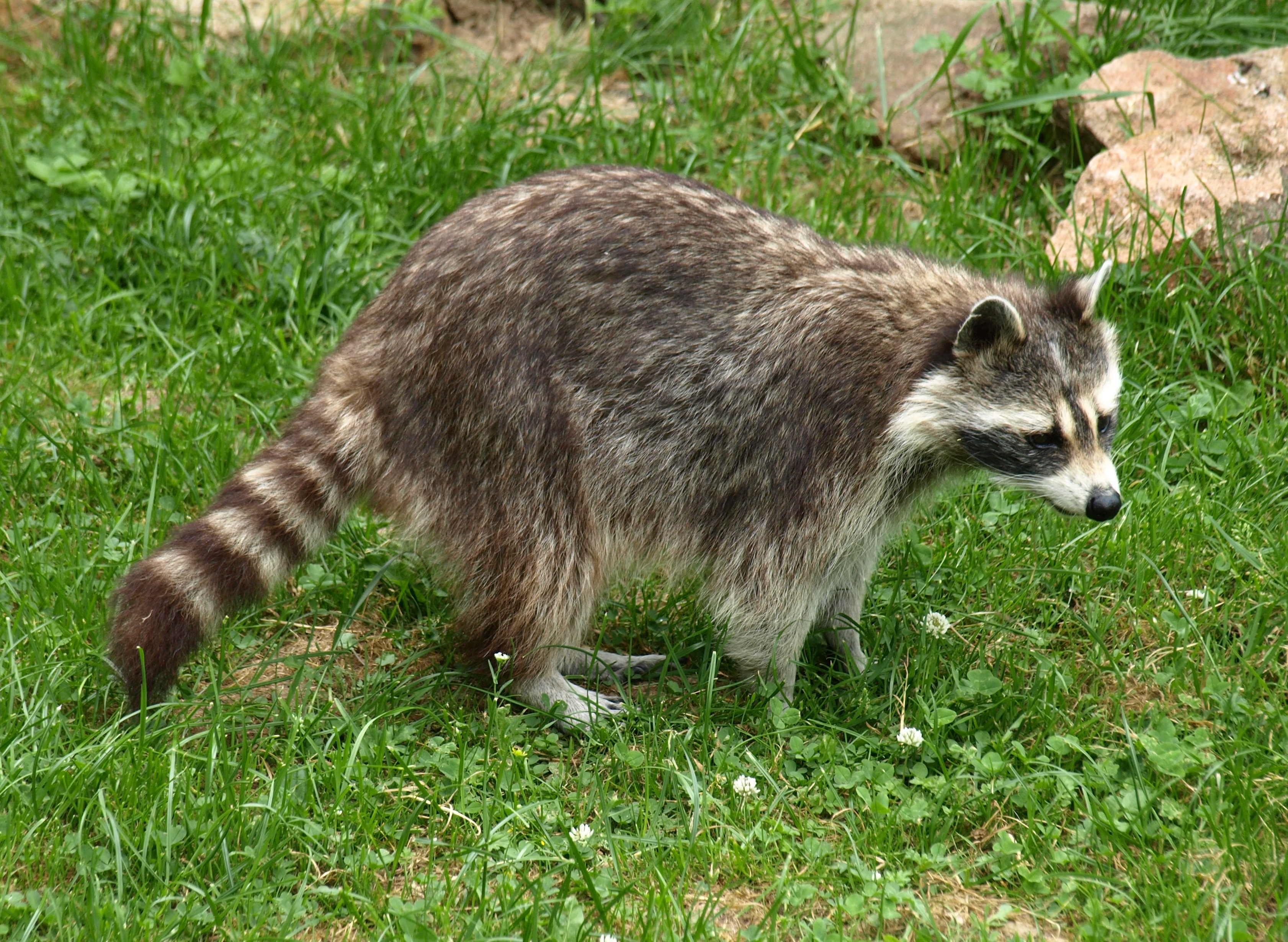 Raccoon trembling, showing possible signs of seizure, wandering in circles