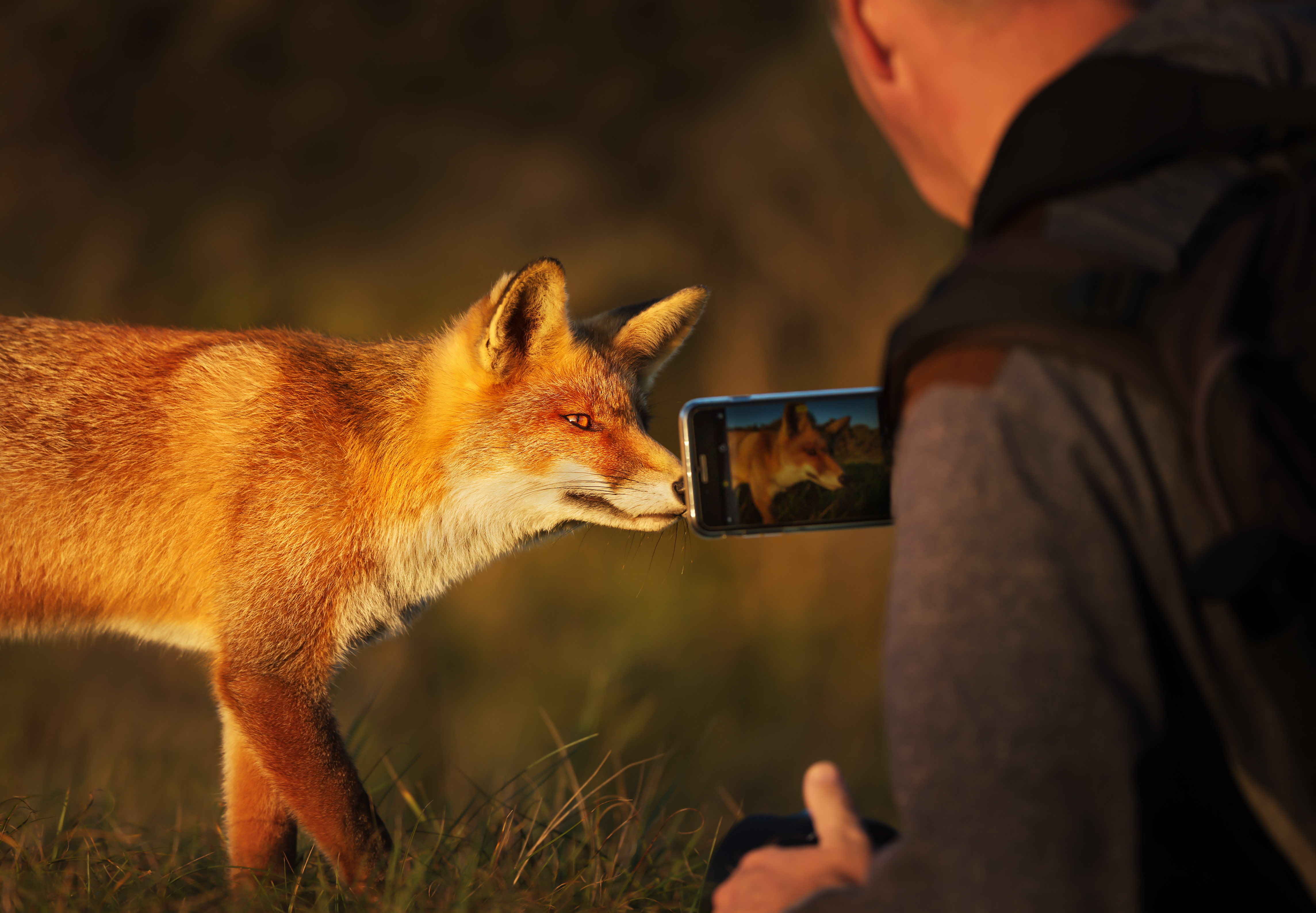 Red fox selfie