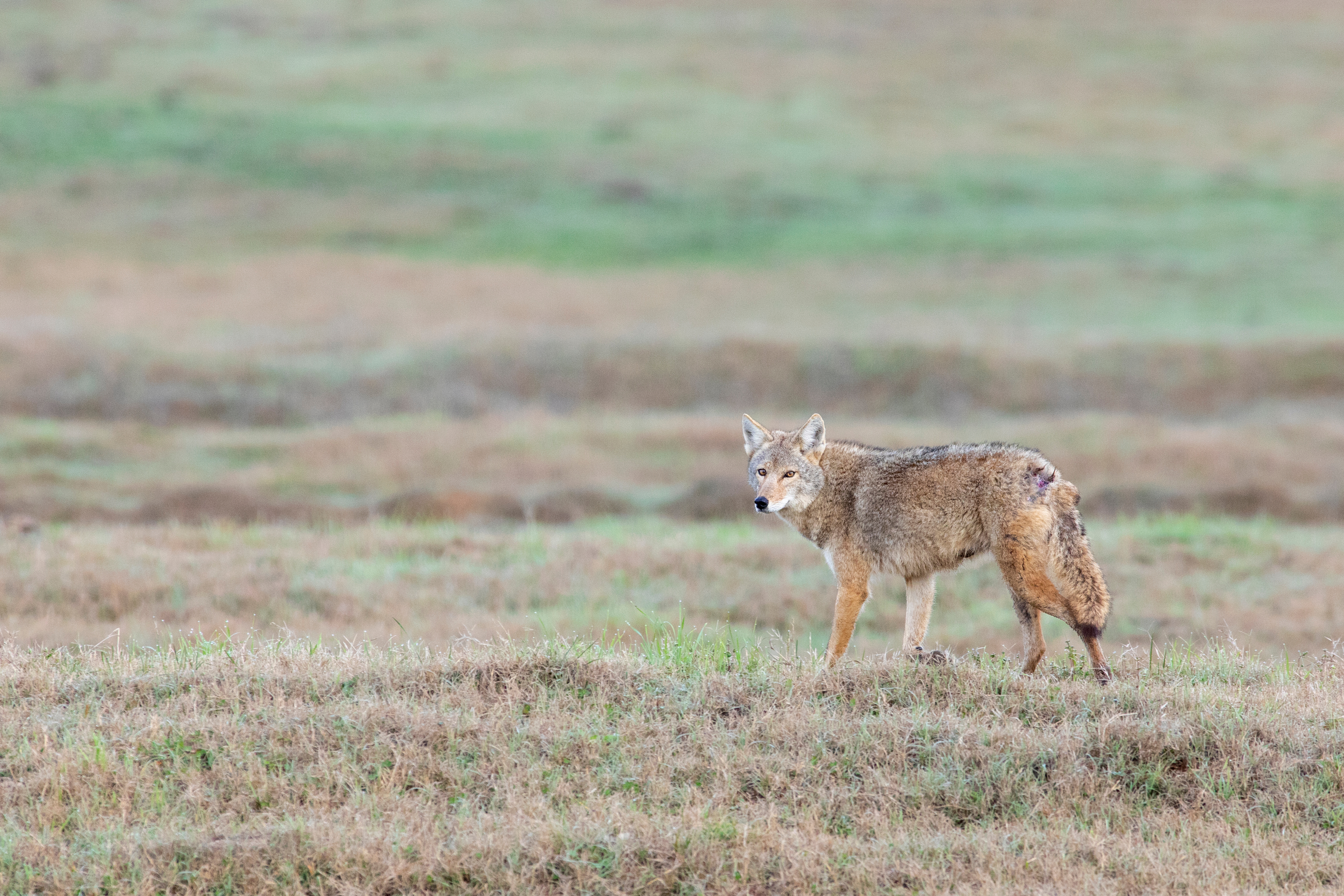 coyote on open prairie land