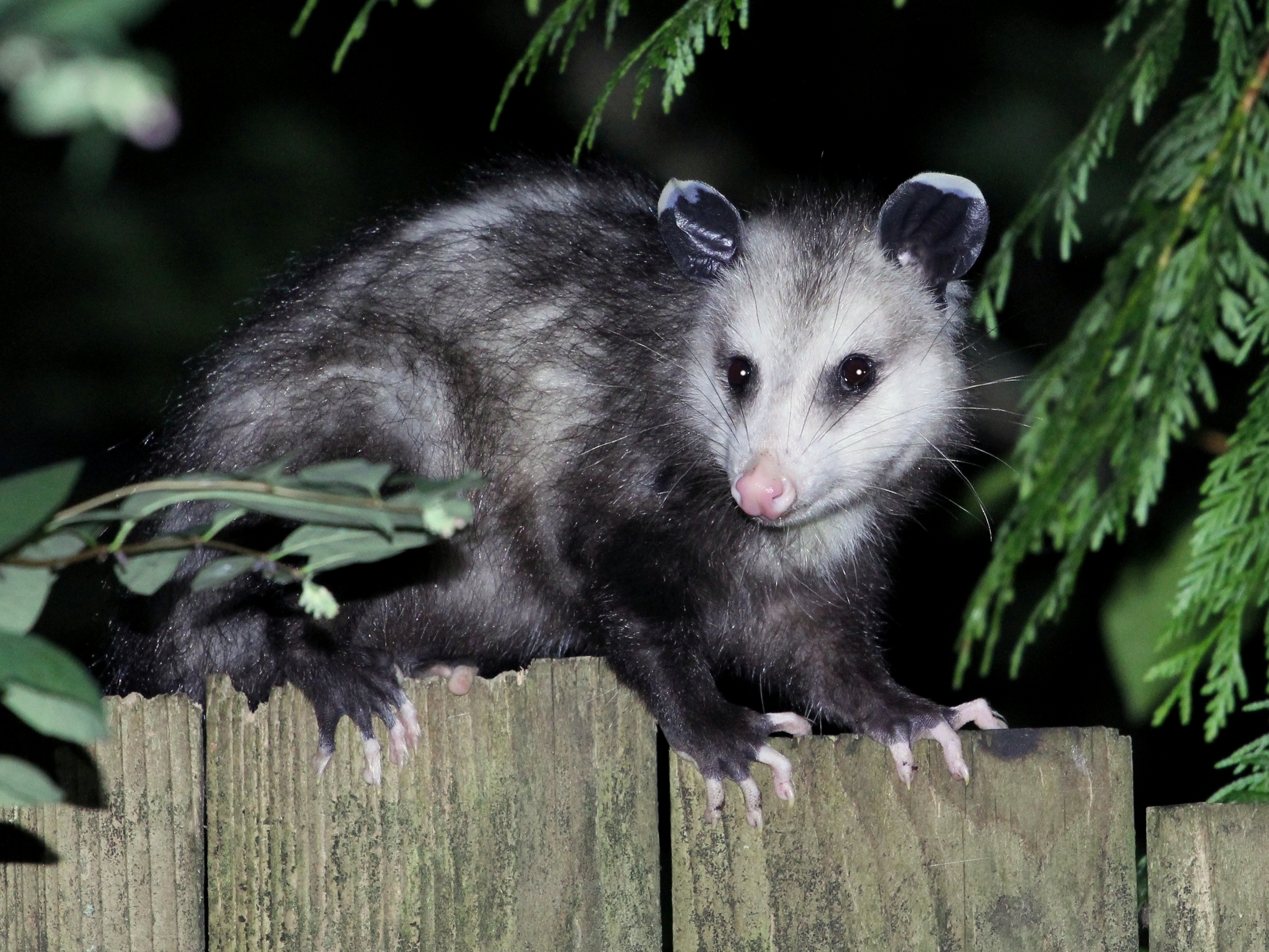 Opossum on a fence
