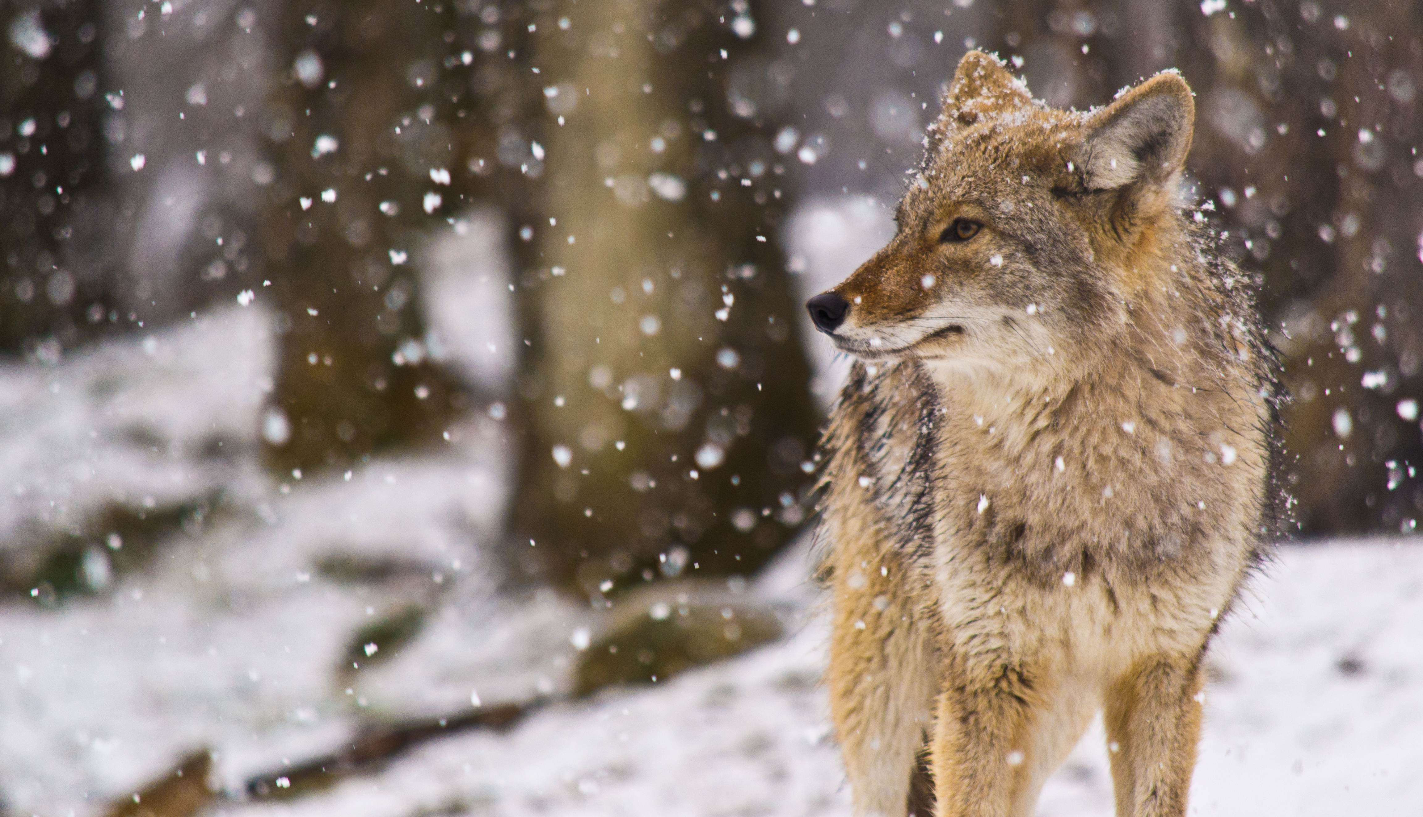 Coyote in the woods while snowing