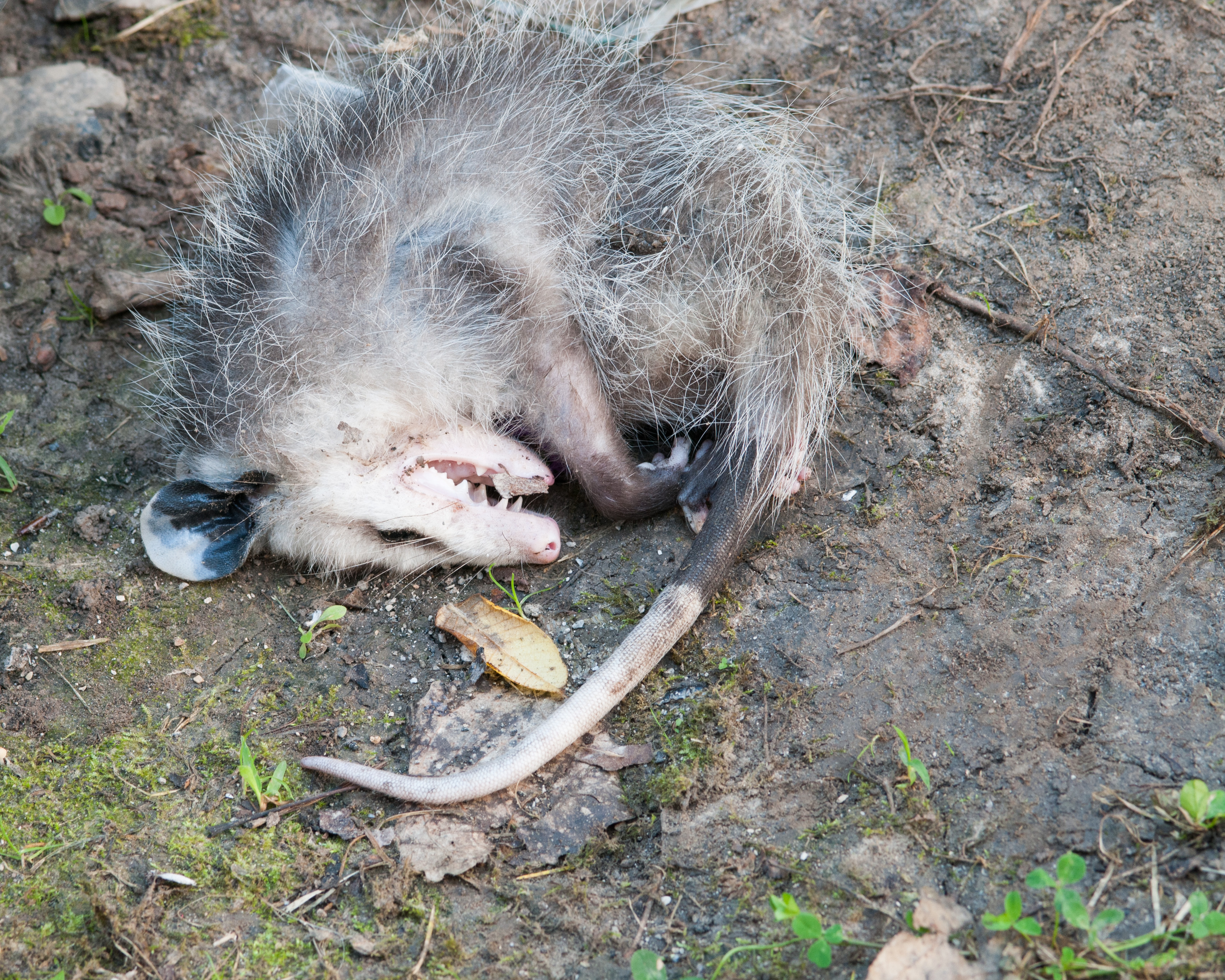opossum playing dead