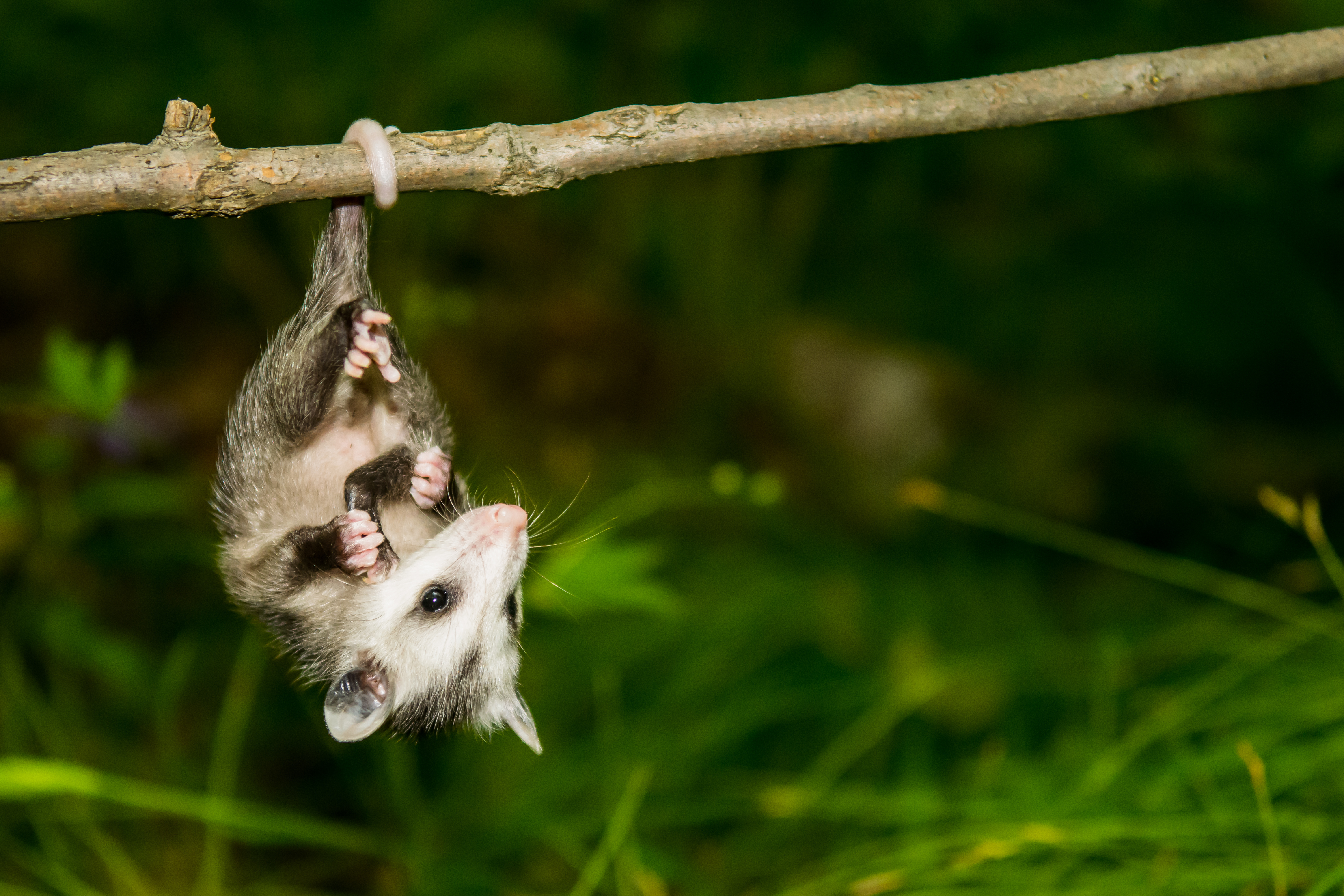 young opossum hanging from a tree branch