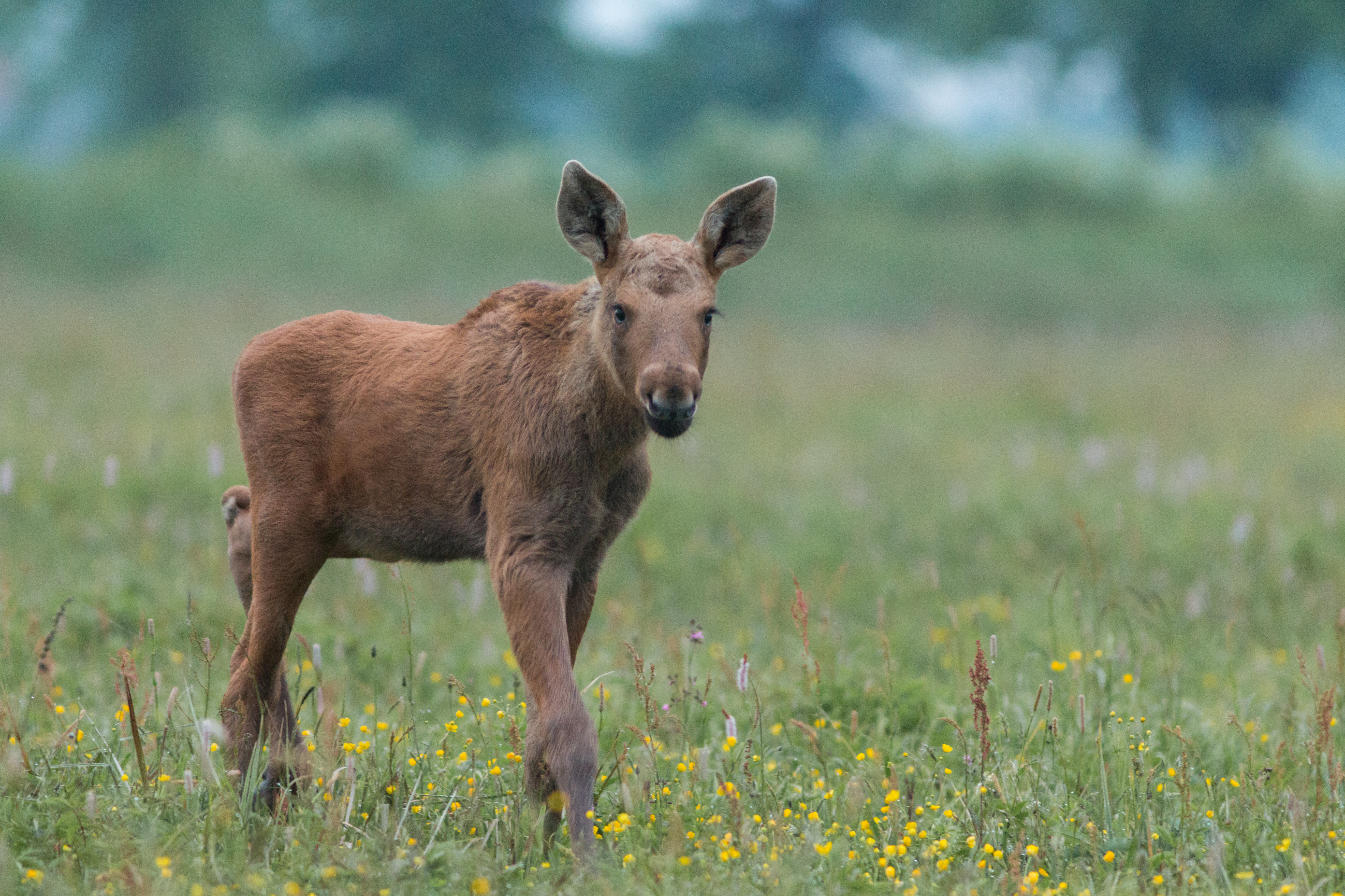 A picture of a moose calf