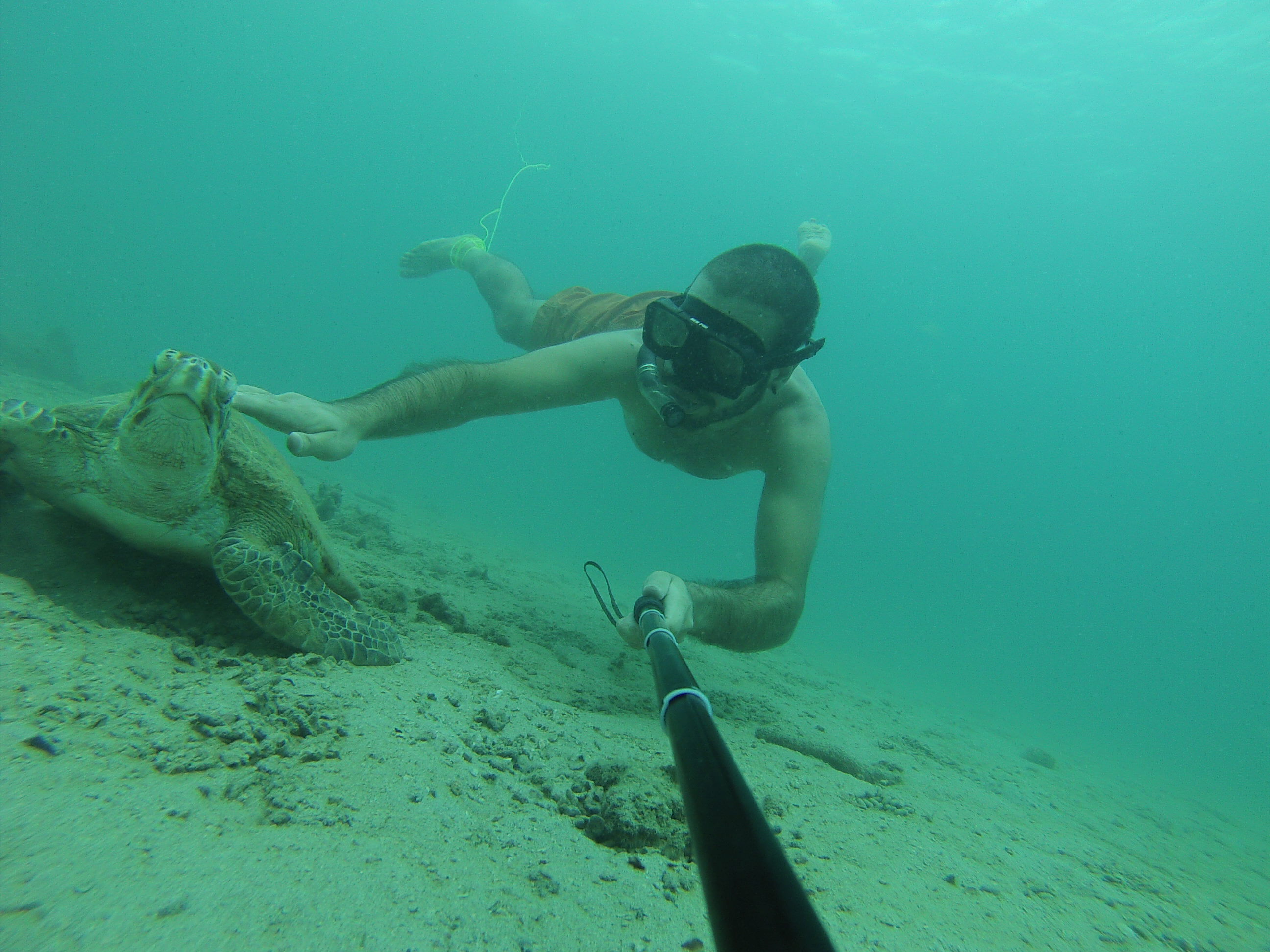 sea turtle selfie