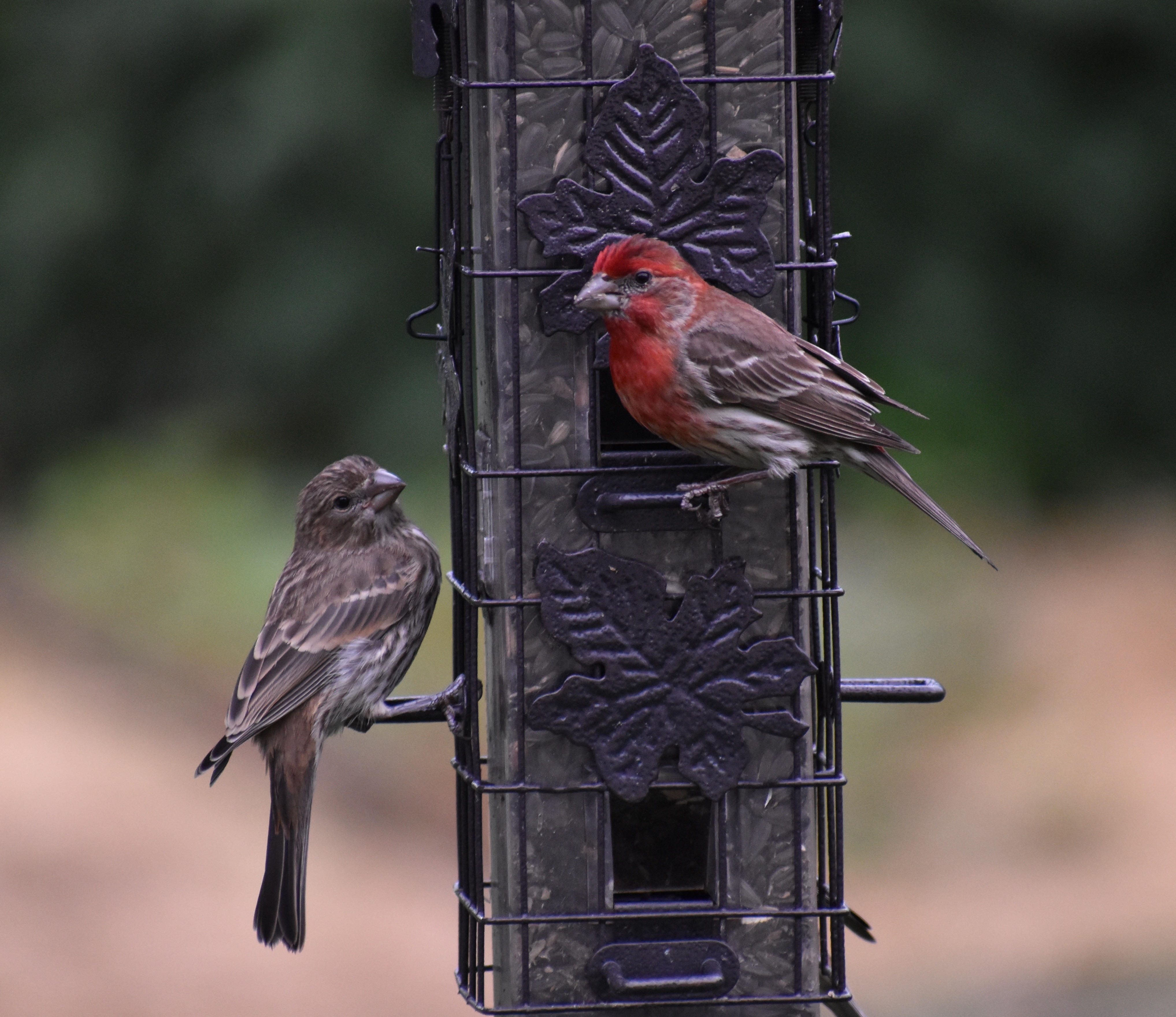 Finches on bird feeder