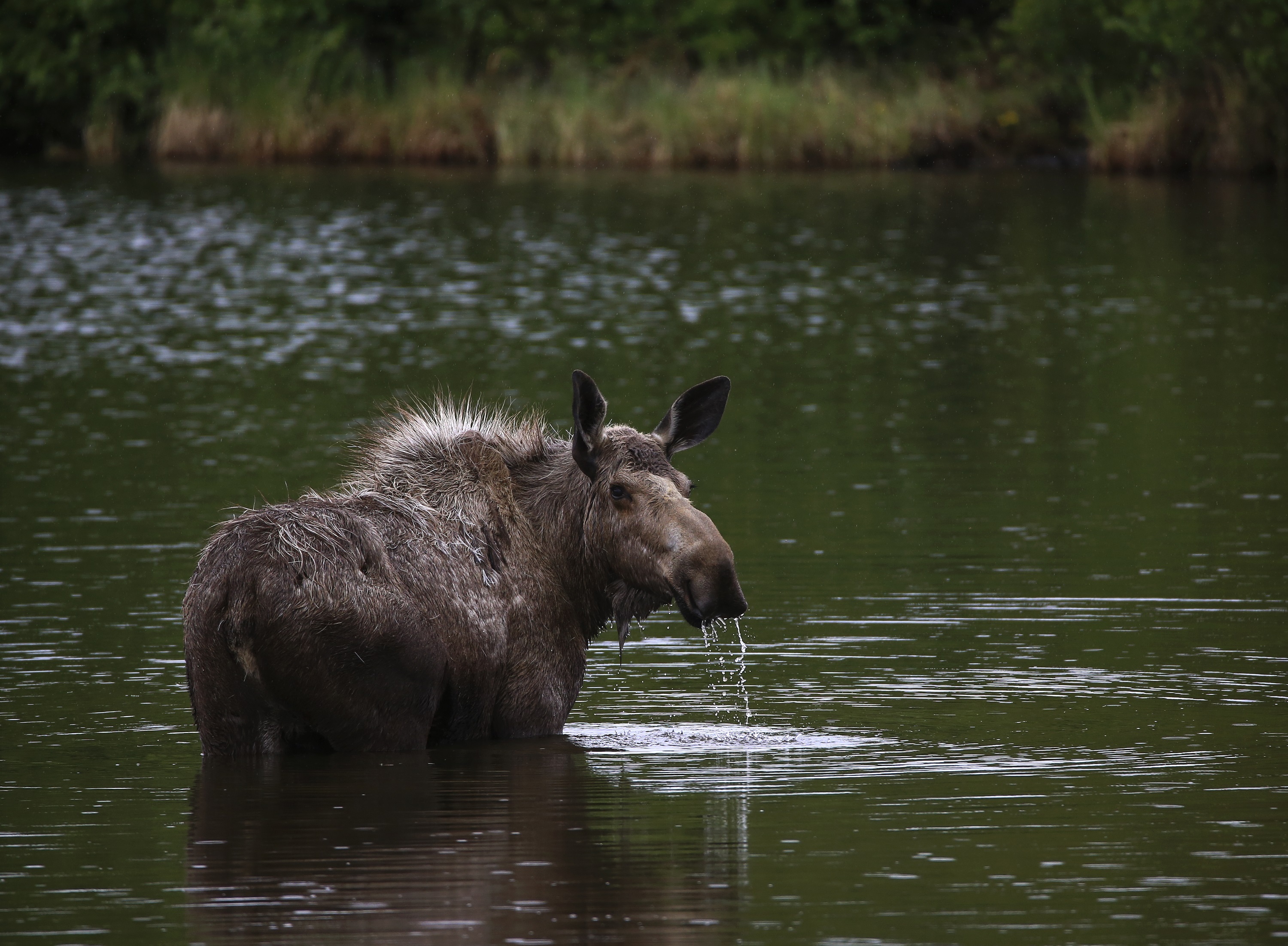 Moose in marsh area