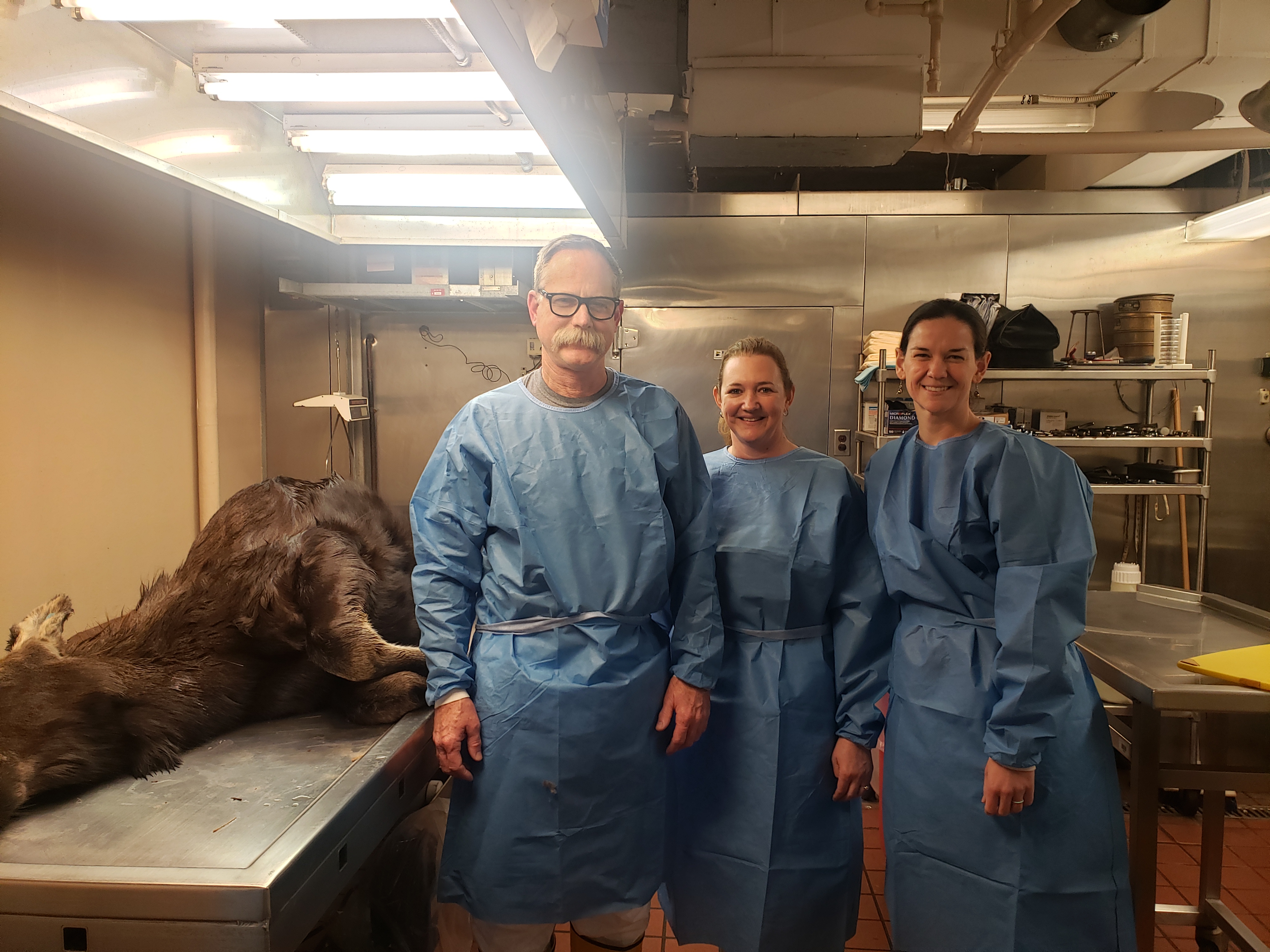 2 women and 1 man in necropsy room with moose carcass to the left