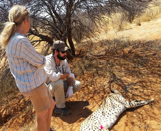 Andrew and a tranquilized cheetah in Namibia