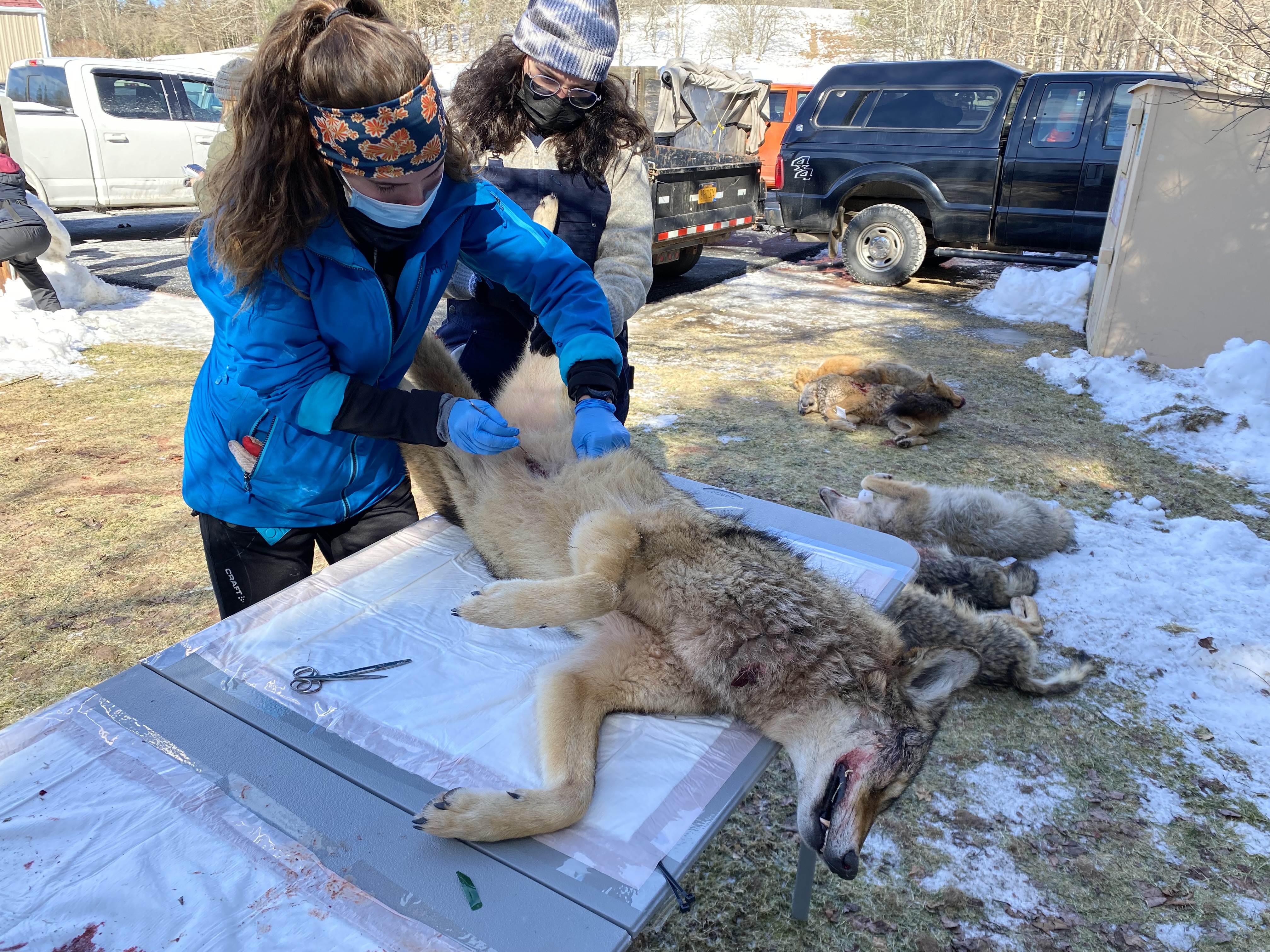 Student collecting gastrointestinal tracts from hunter harvested wild canids