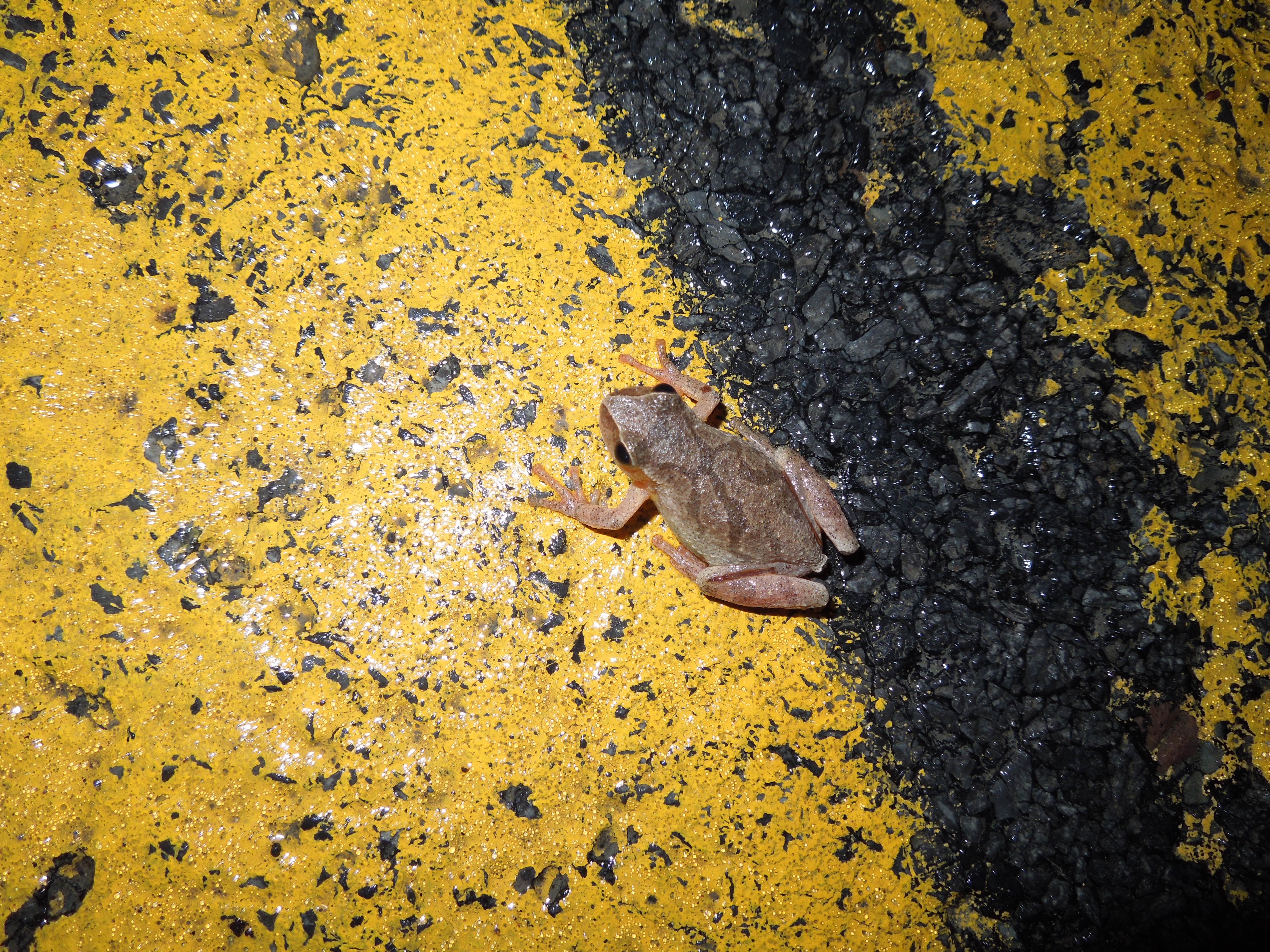 A spring peeper crosses the road