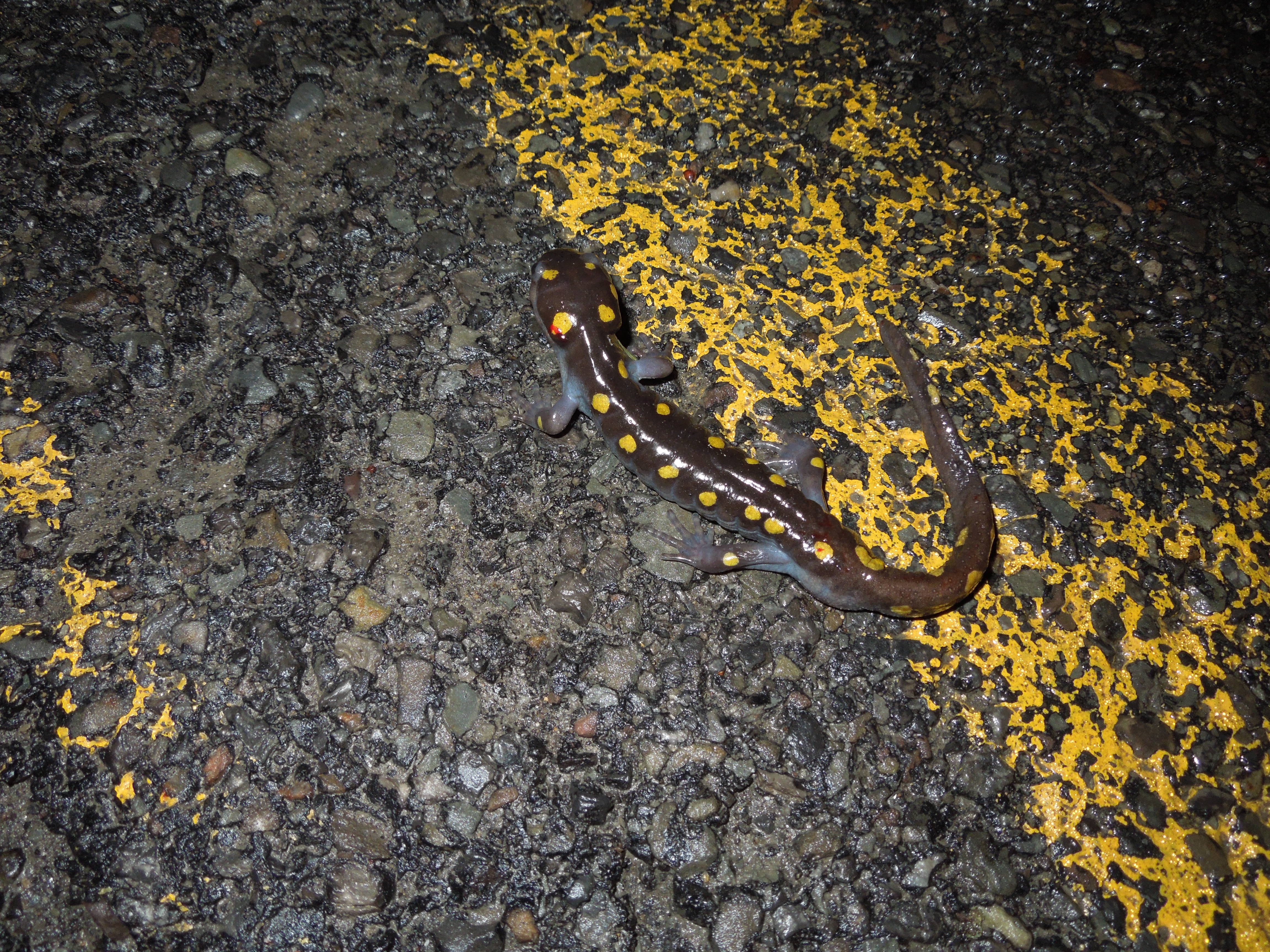 A spotted salamander on the double yellow line