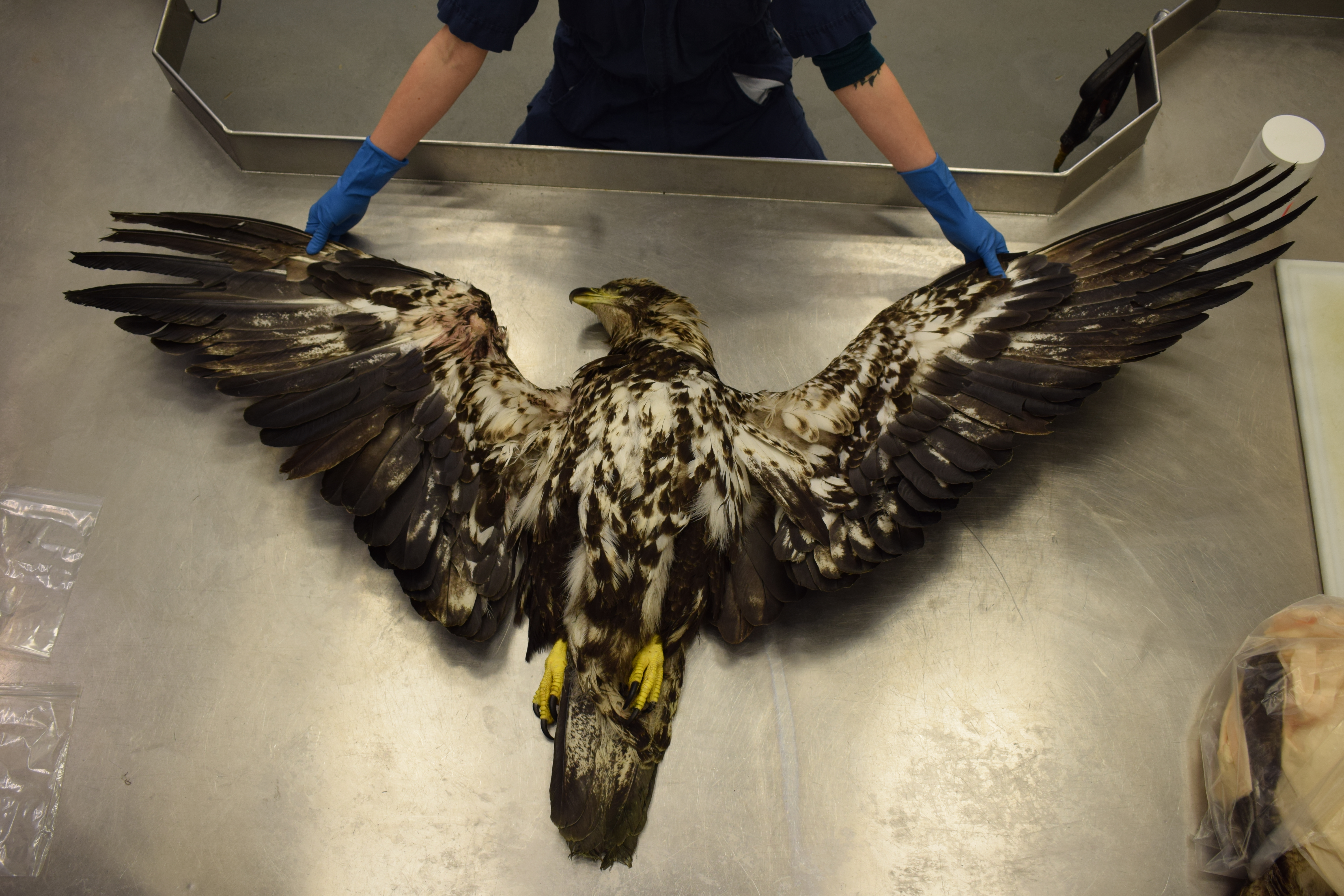 Juvenile bald eagle submitted for necropsy